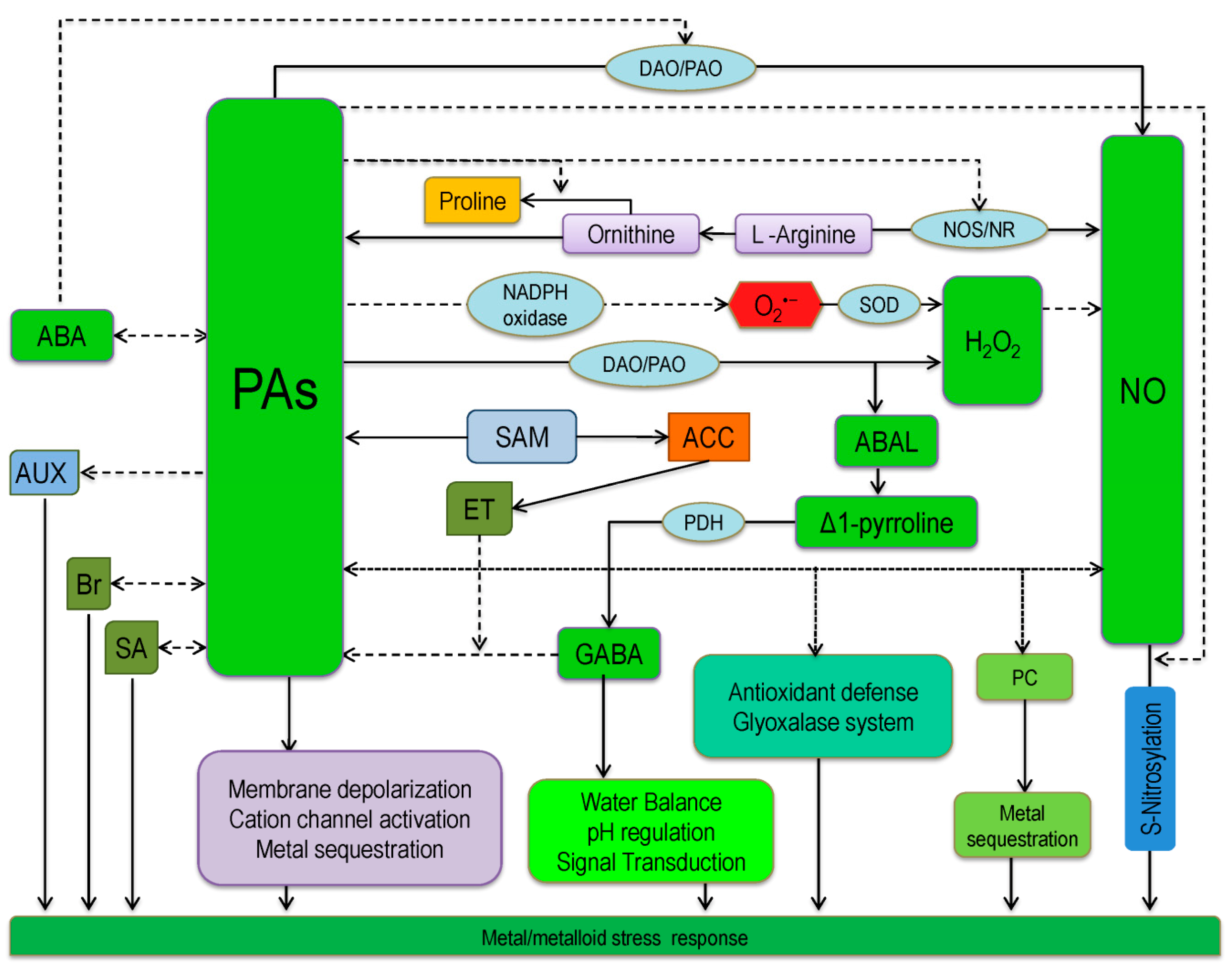 Ijms 20 03215 g005 Ijms 20 03215 g005