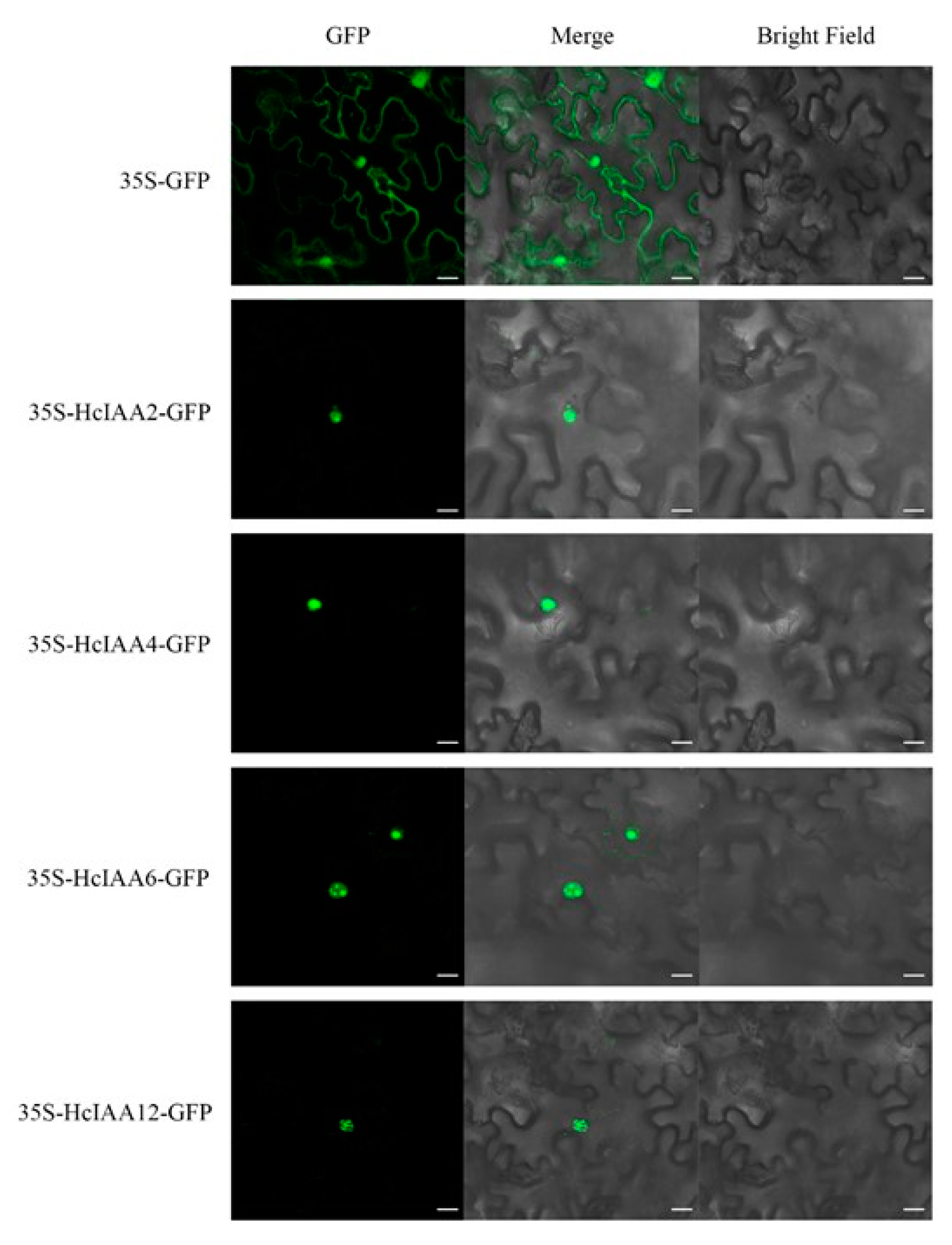 Ijms 20 03235 g008