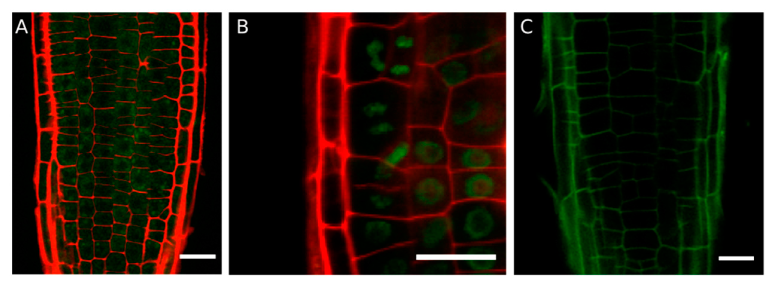 Ijms 20 03333 g003 Ijms 20 03333 g003