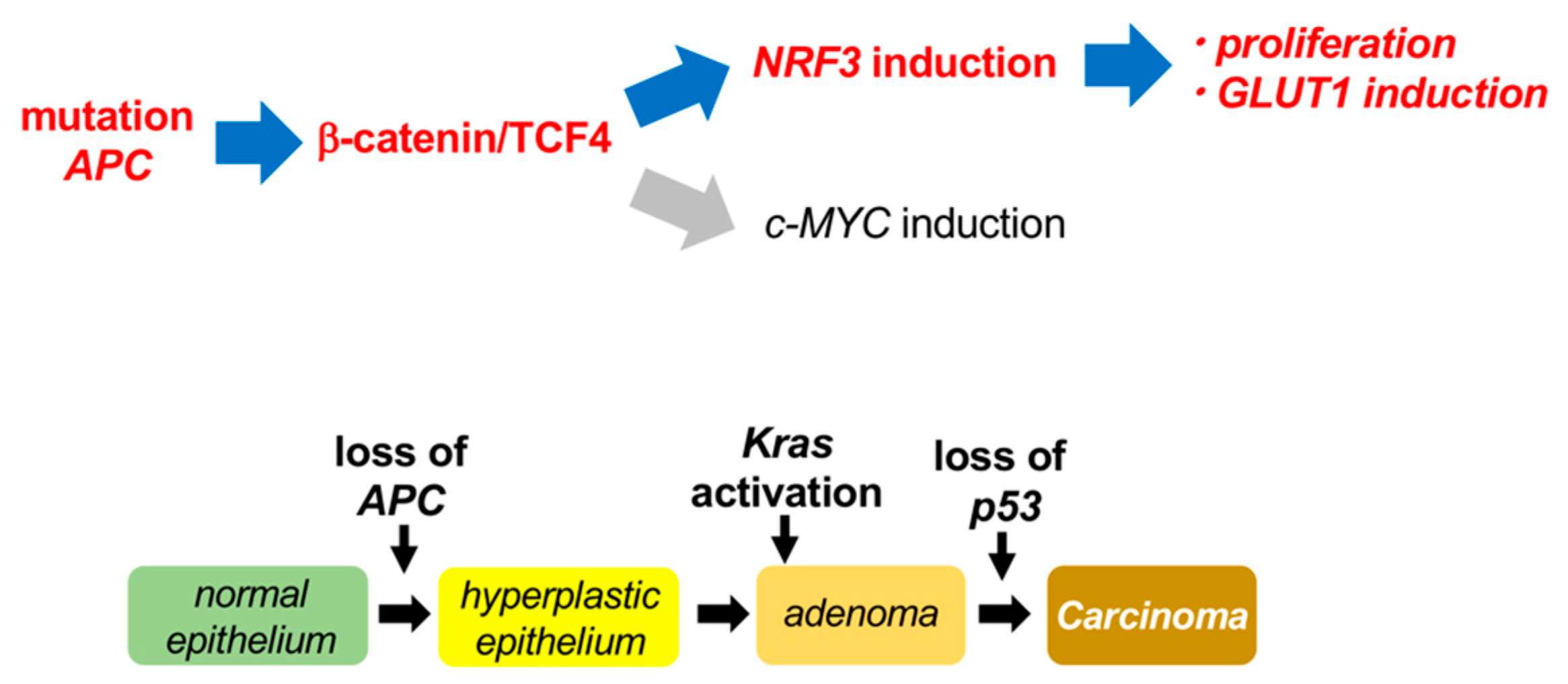 Ijms 20 03344 g007 Ijms 20 03344 g007