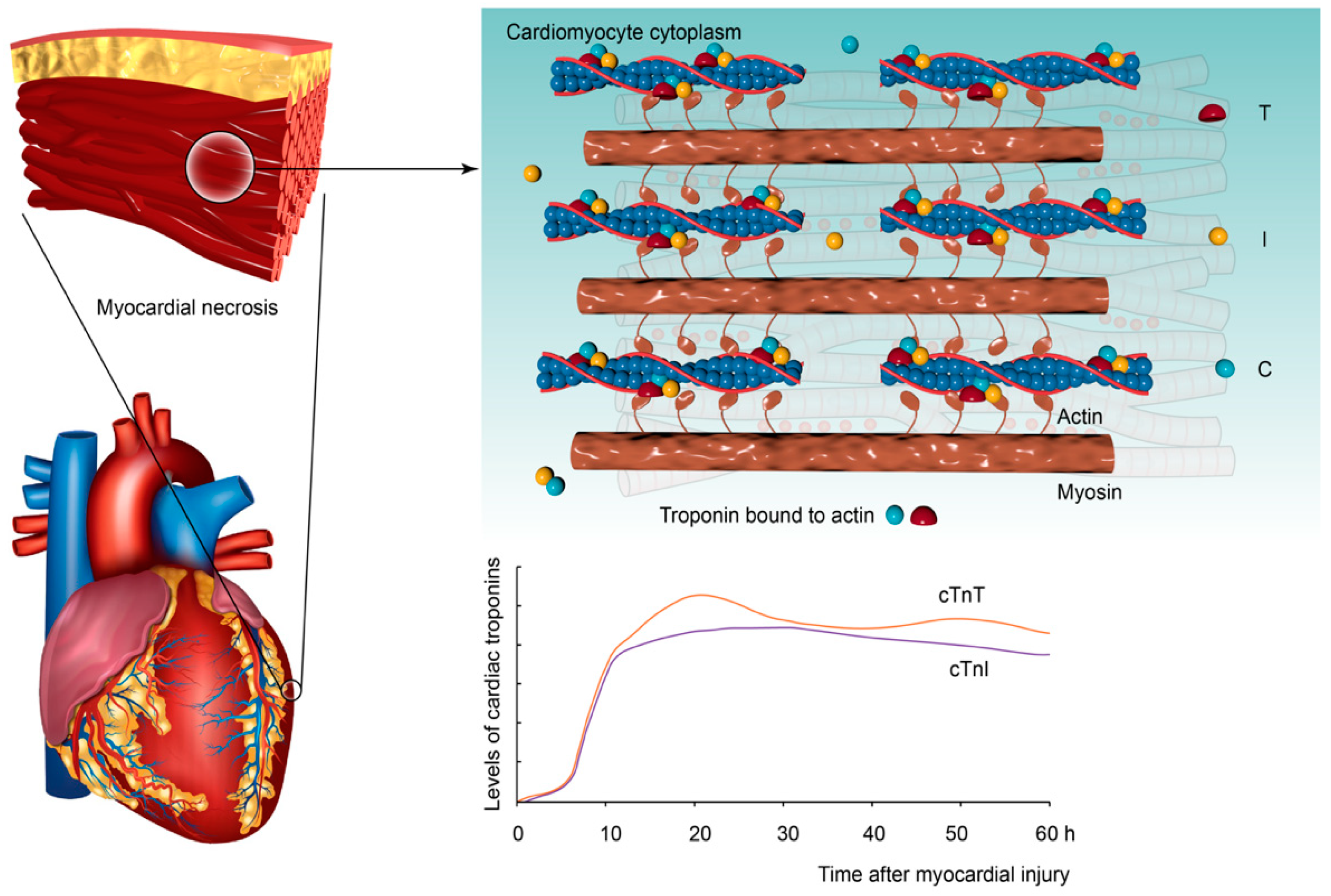 Ijms 20 03351 g001 Ijms 20 03351 g001