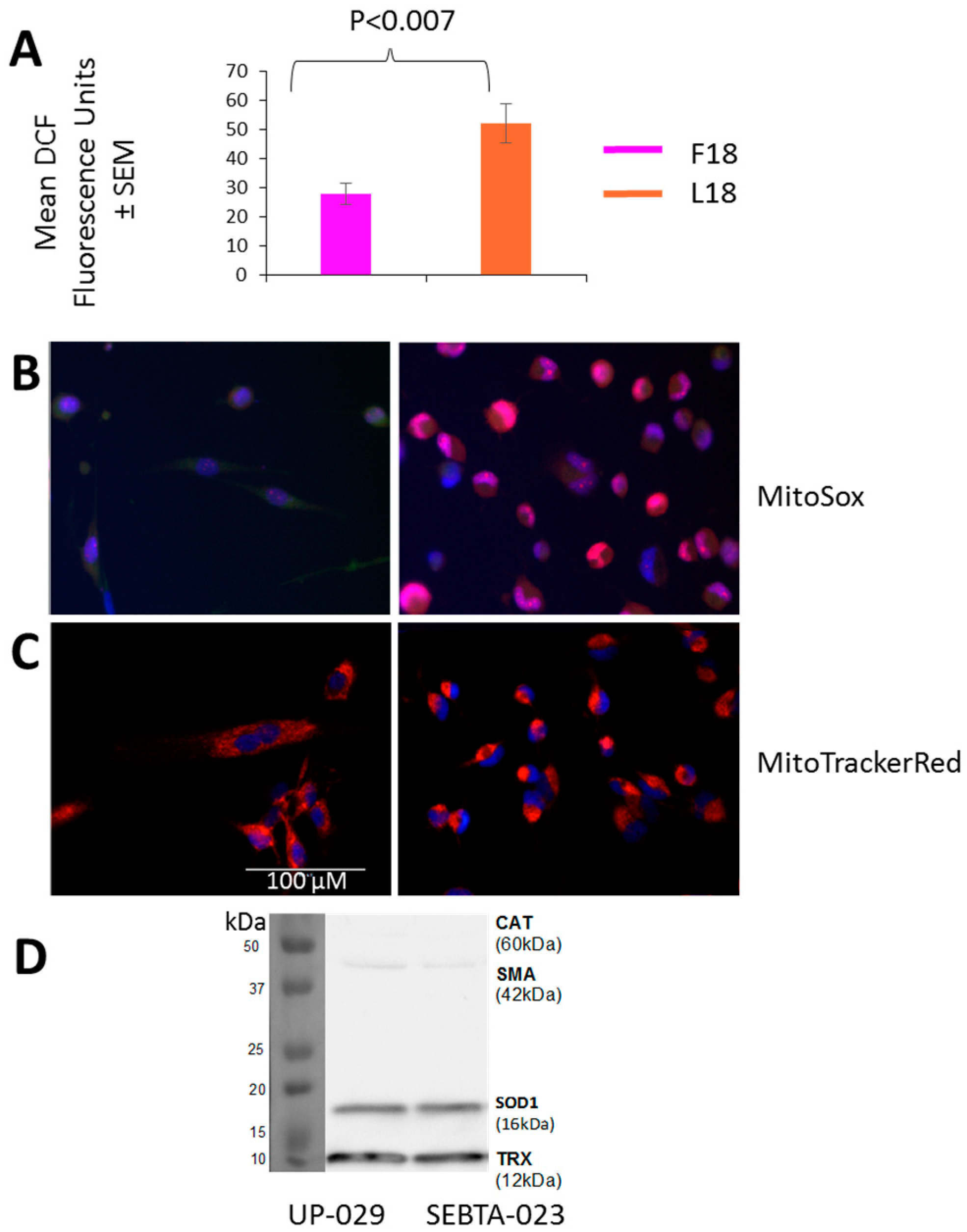 Ijms 20 03364 g005 Ijms 20 03364 g005