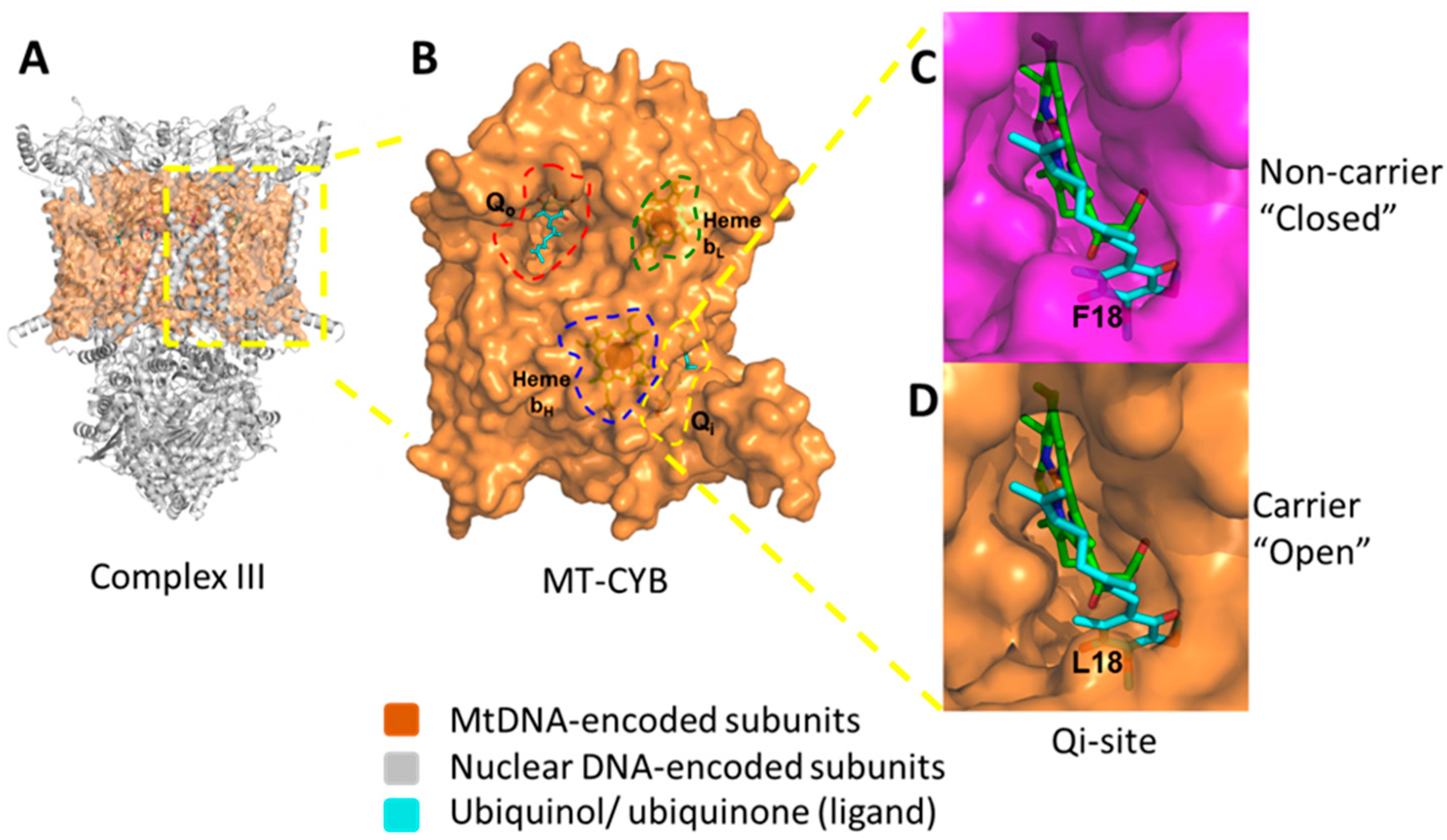 Ijms 20 03364 g008 Ijms 20 03364 g008