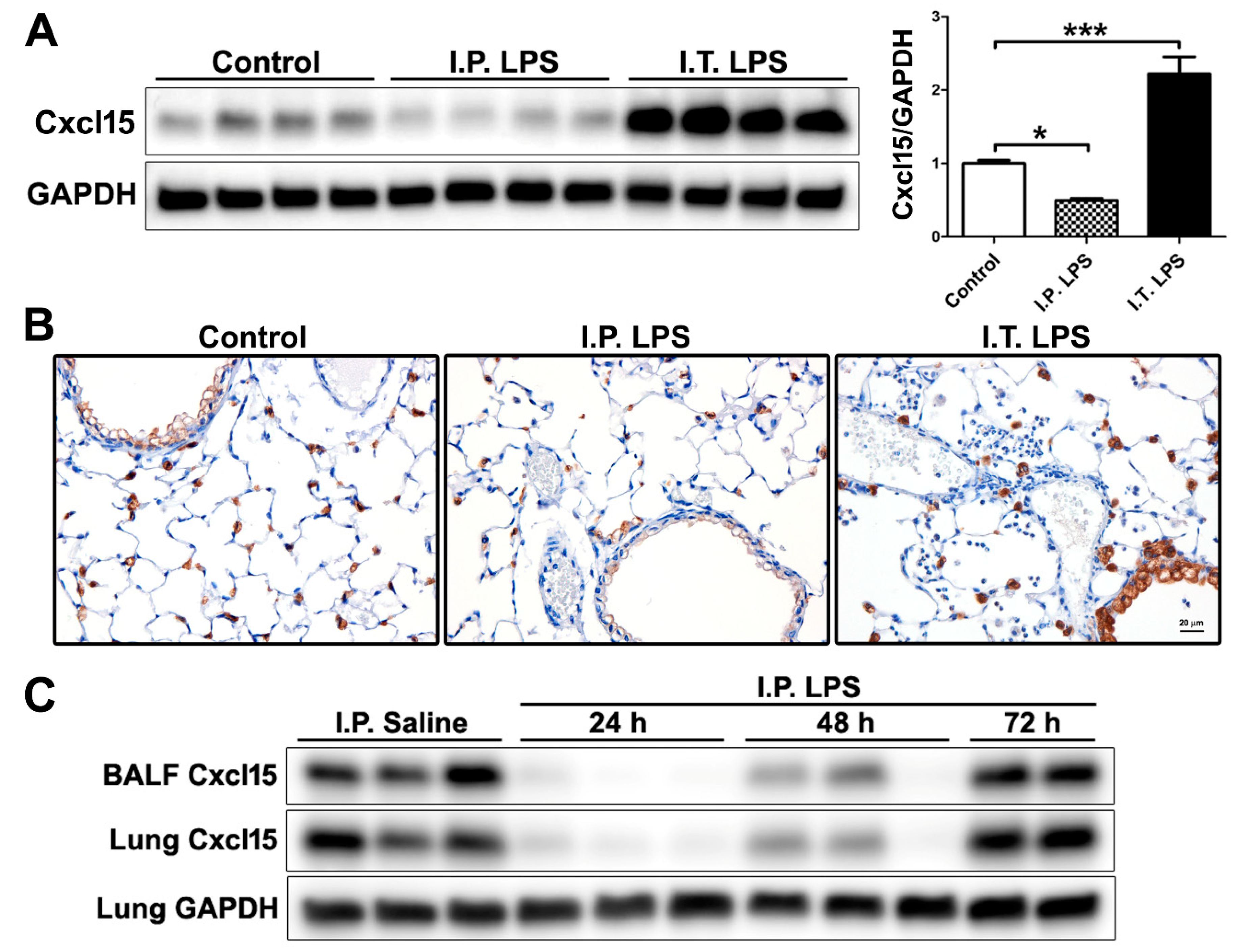 Ijms 20 03401 g003 Ijms 20 03401 g003