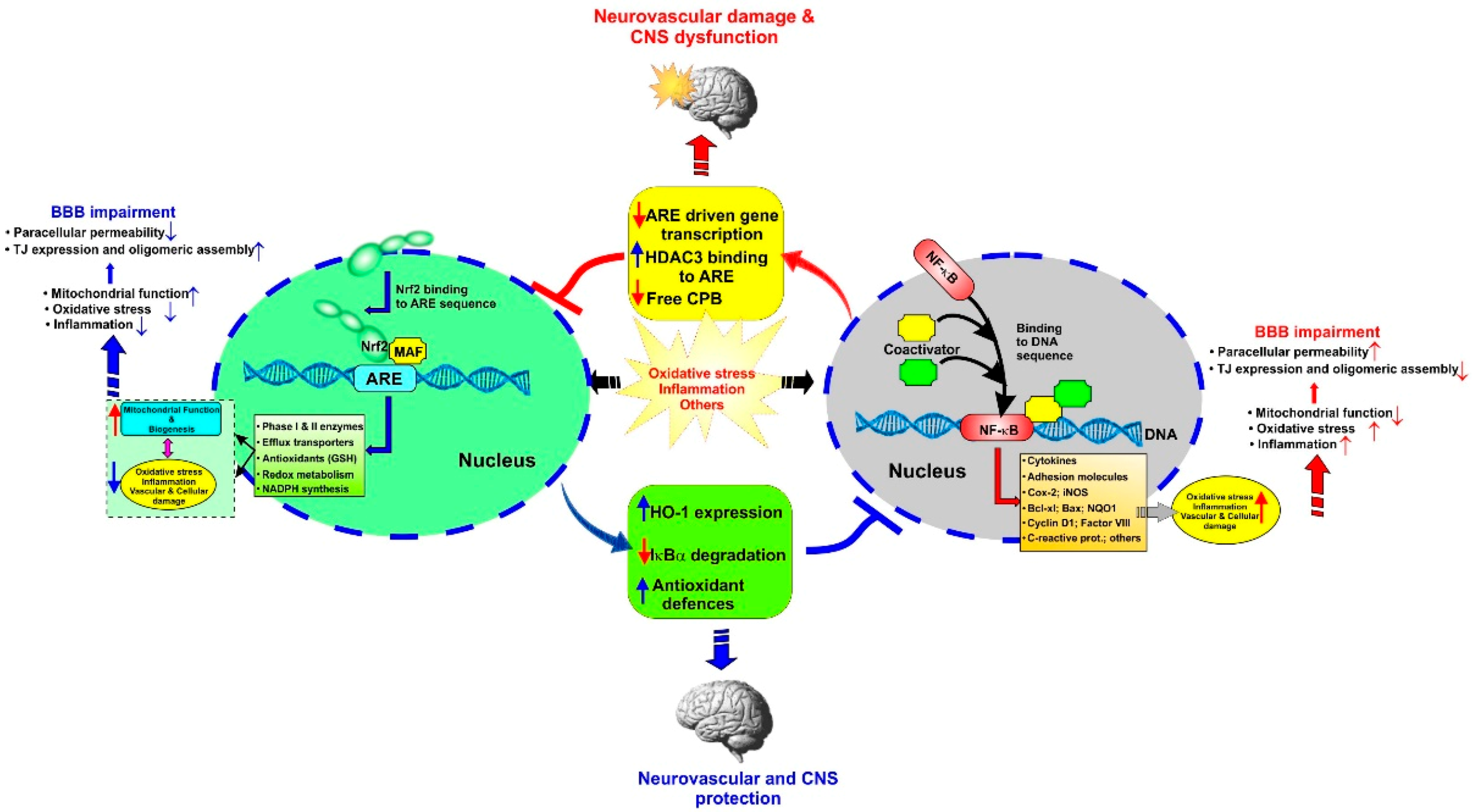 Ijms 20 03433 g001 Ijms 20 03433 g001