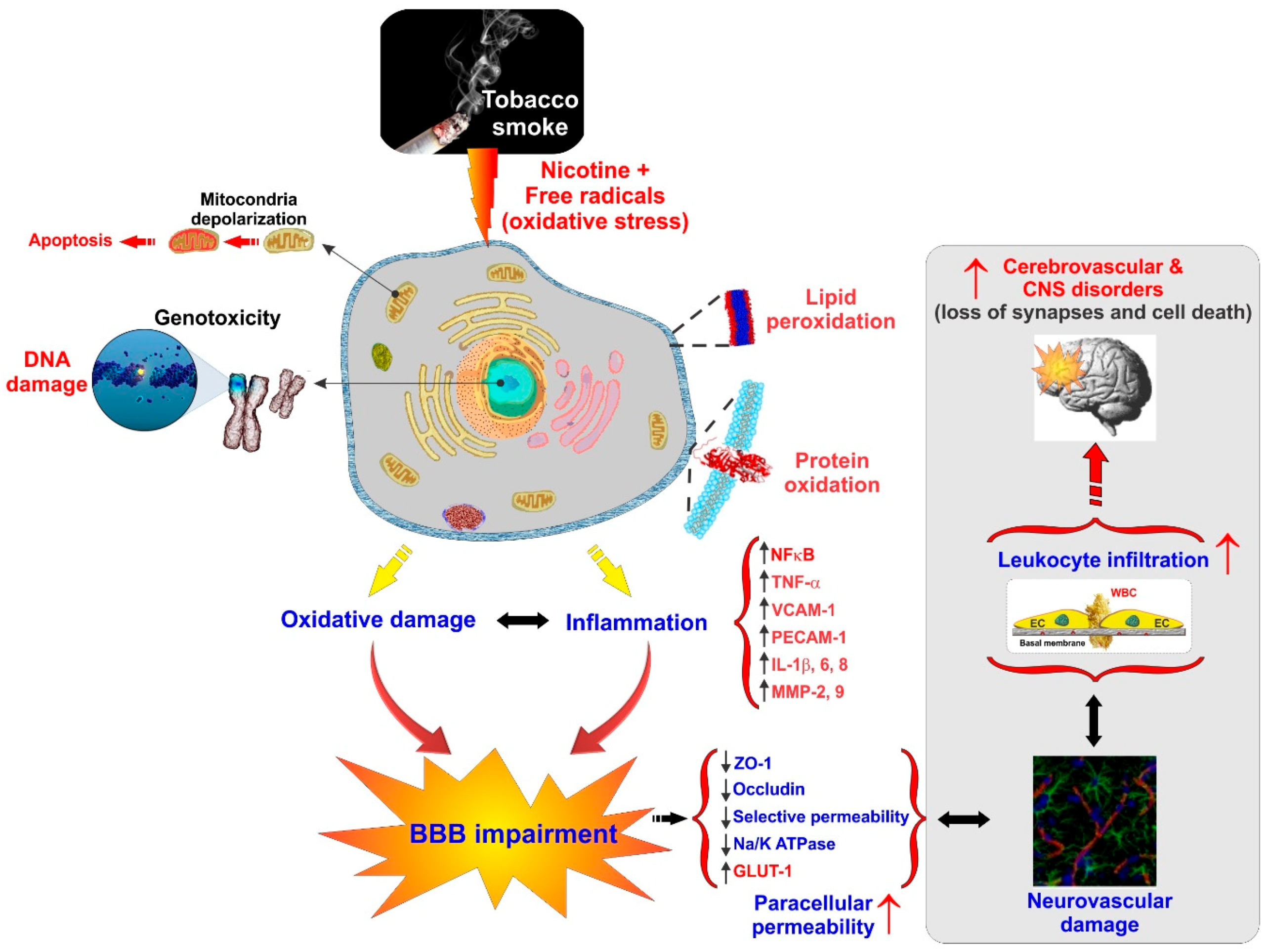 Ijms 20 03433 g003 Ijms 20 03433 g003