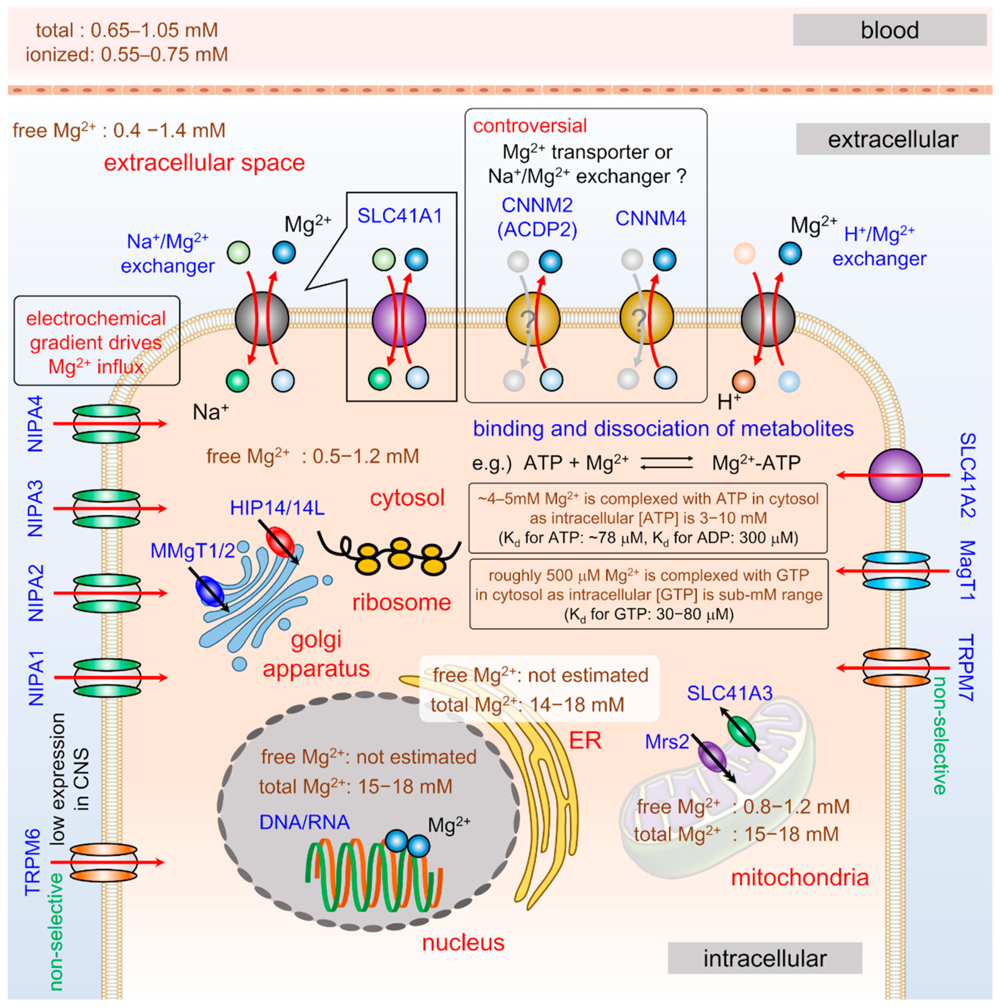Ijms 20 03439 g002 Ijms 20 03439 g002