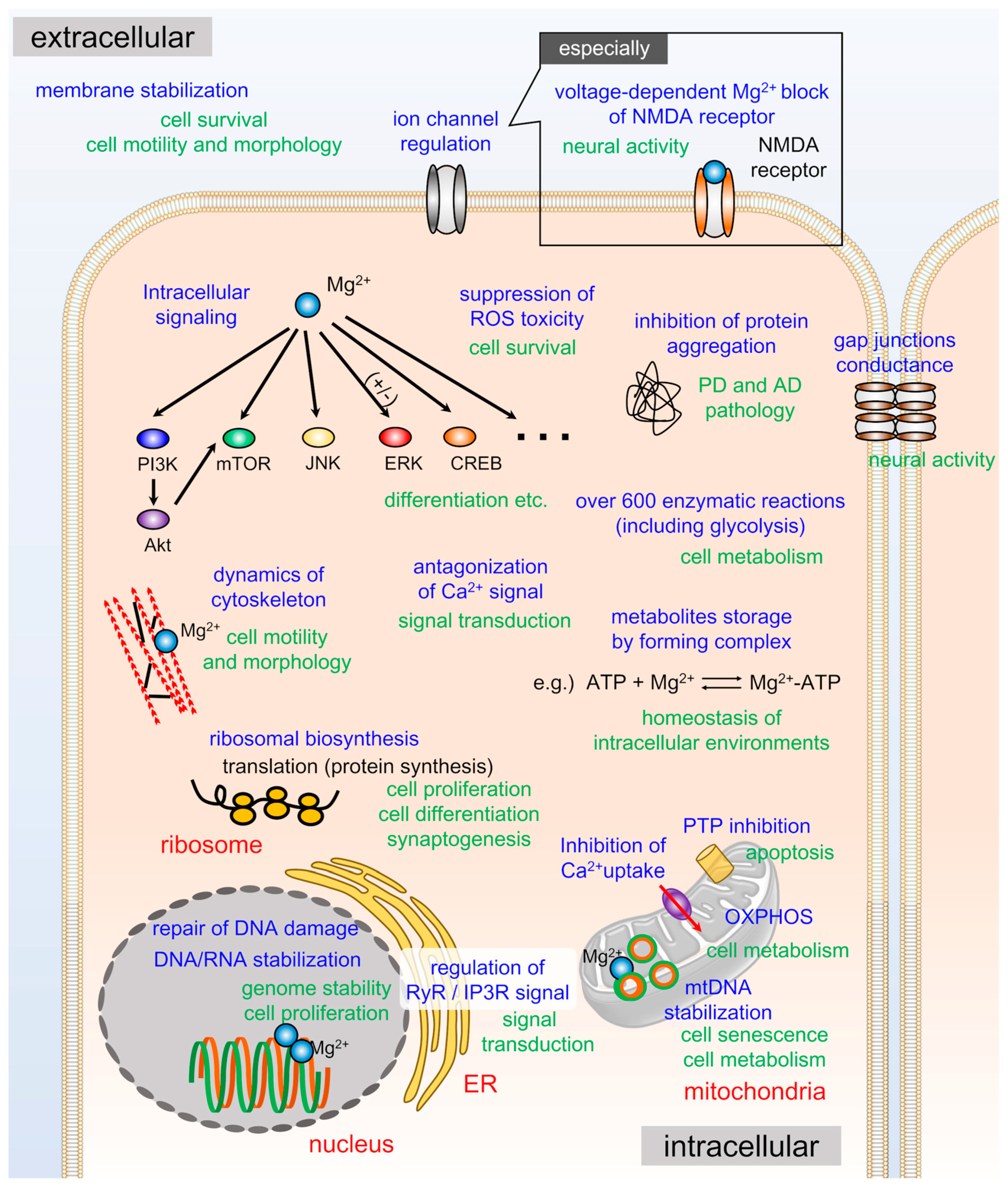 Ijms 20 03439 g003 Ijms 20 03439 g003