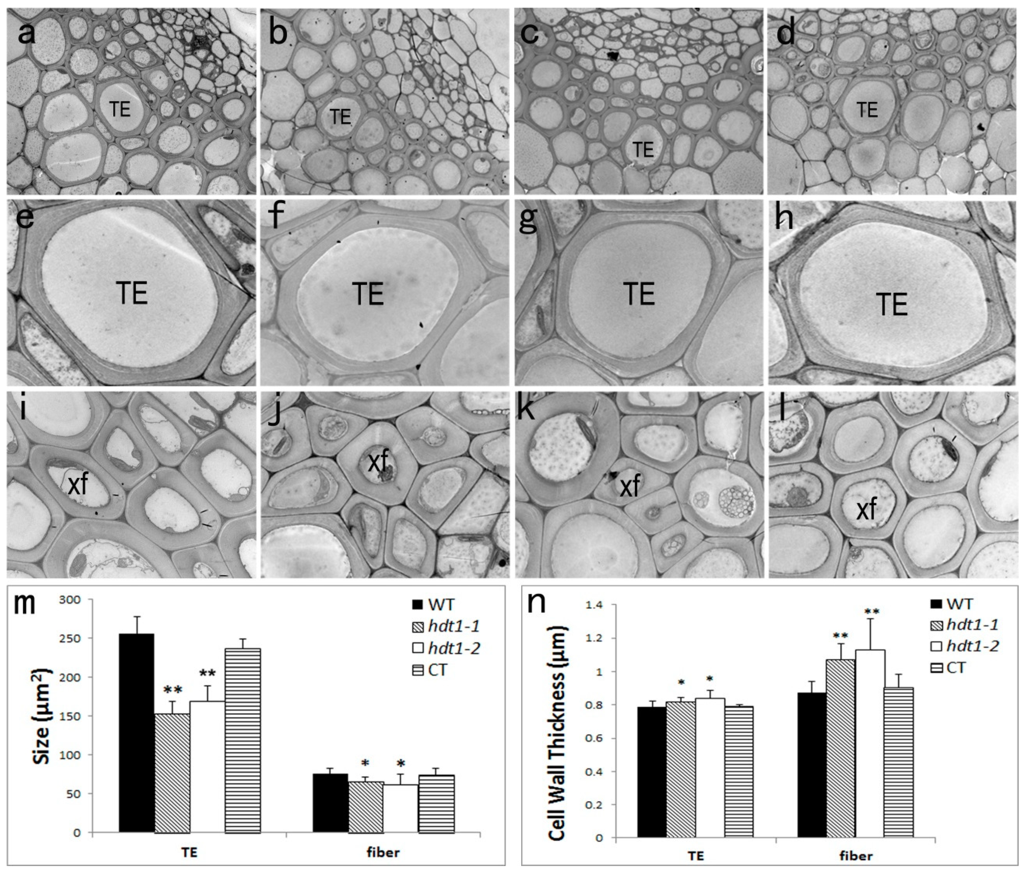 Ijms 20 03452 g002 Ijms 20 03452 g002