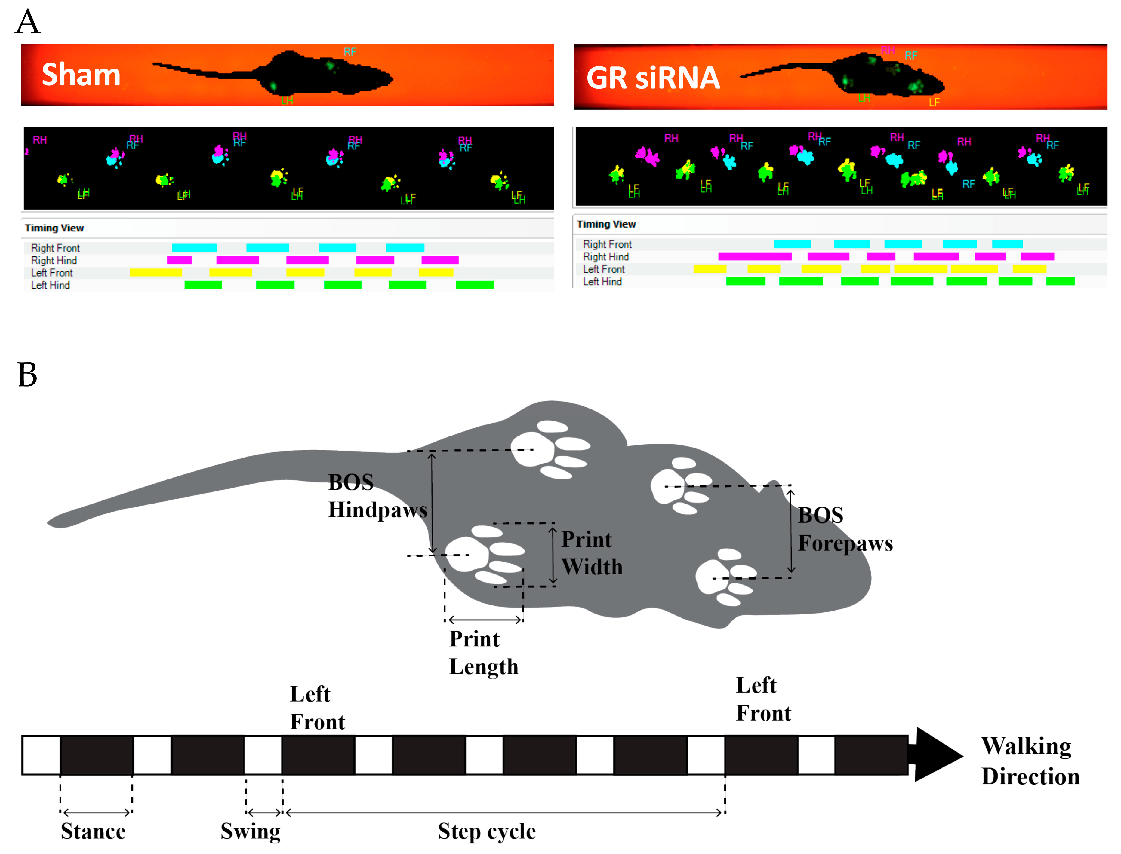 Ijms 20 03493 g005 Ijms 20 03493 g005