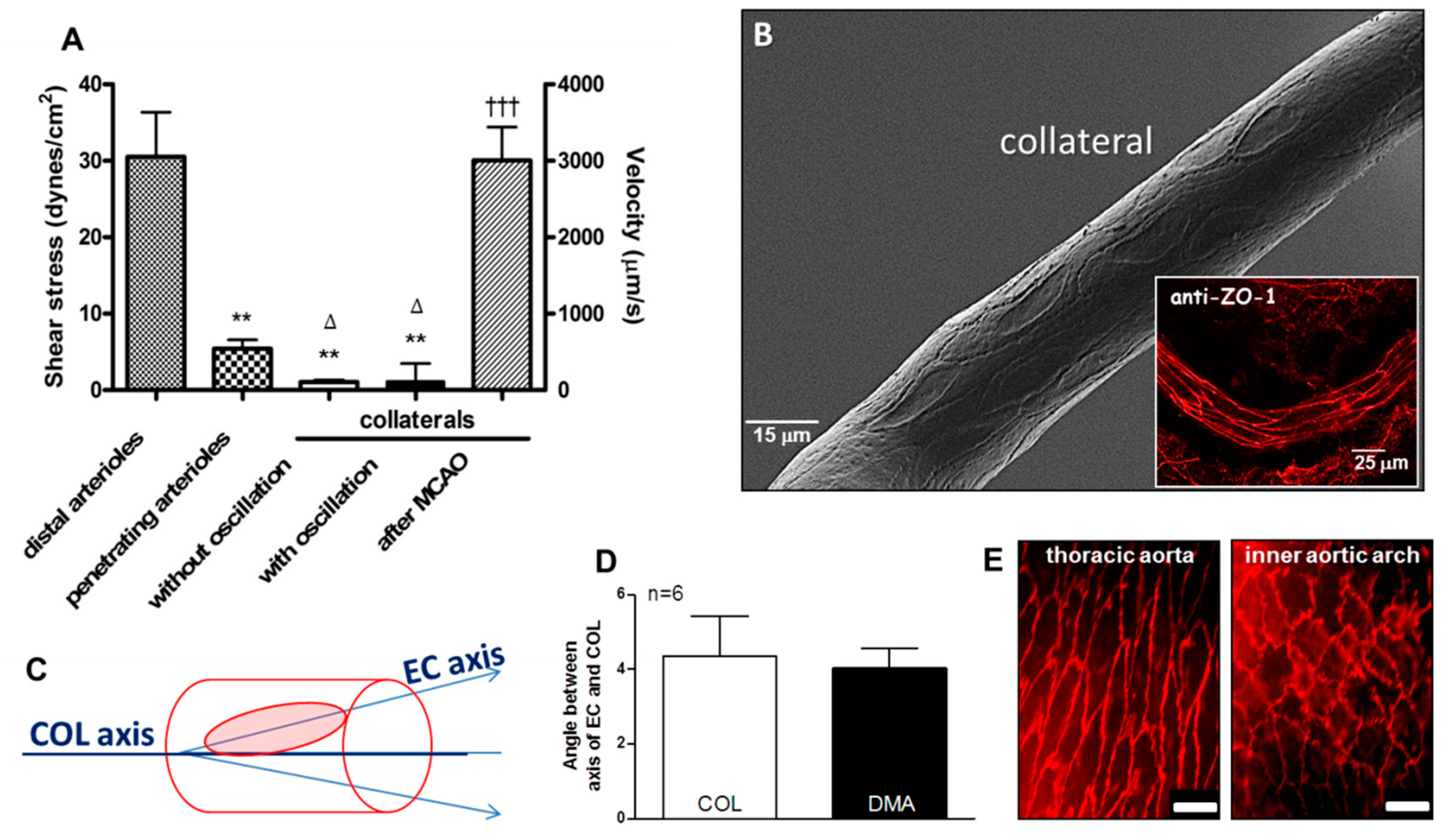 Ijms 20 03608 g002 Ijms 20 03608 g002