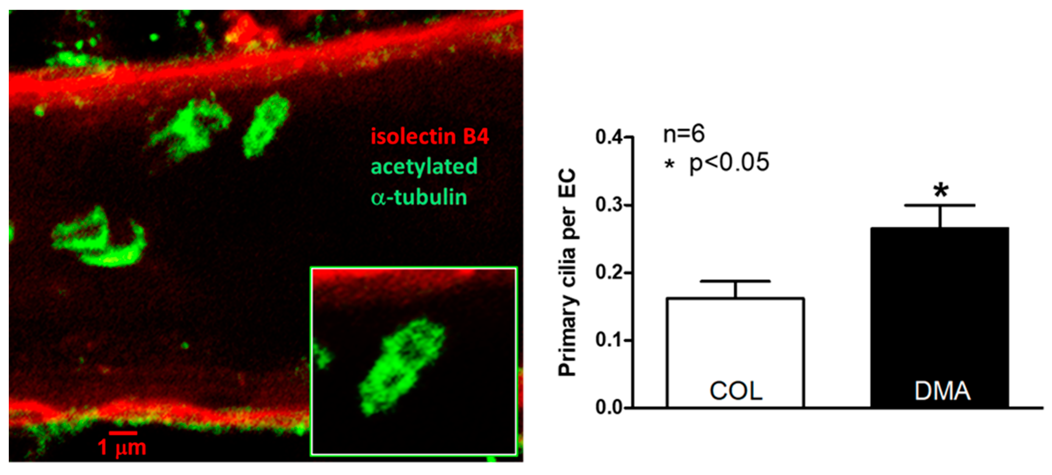 Ijms 20 03608 g004 Ijms 20 03608 g004