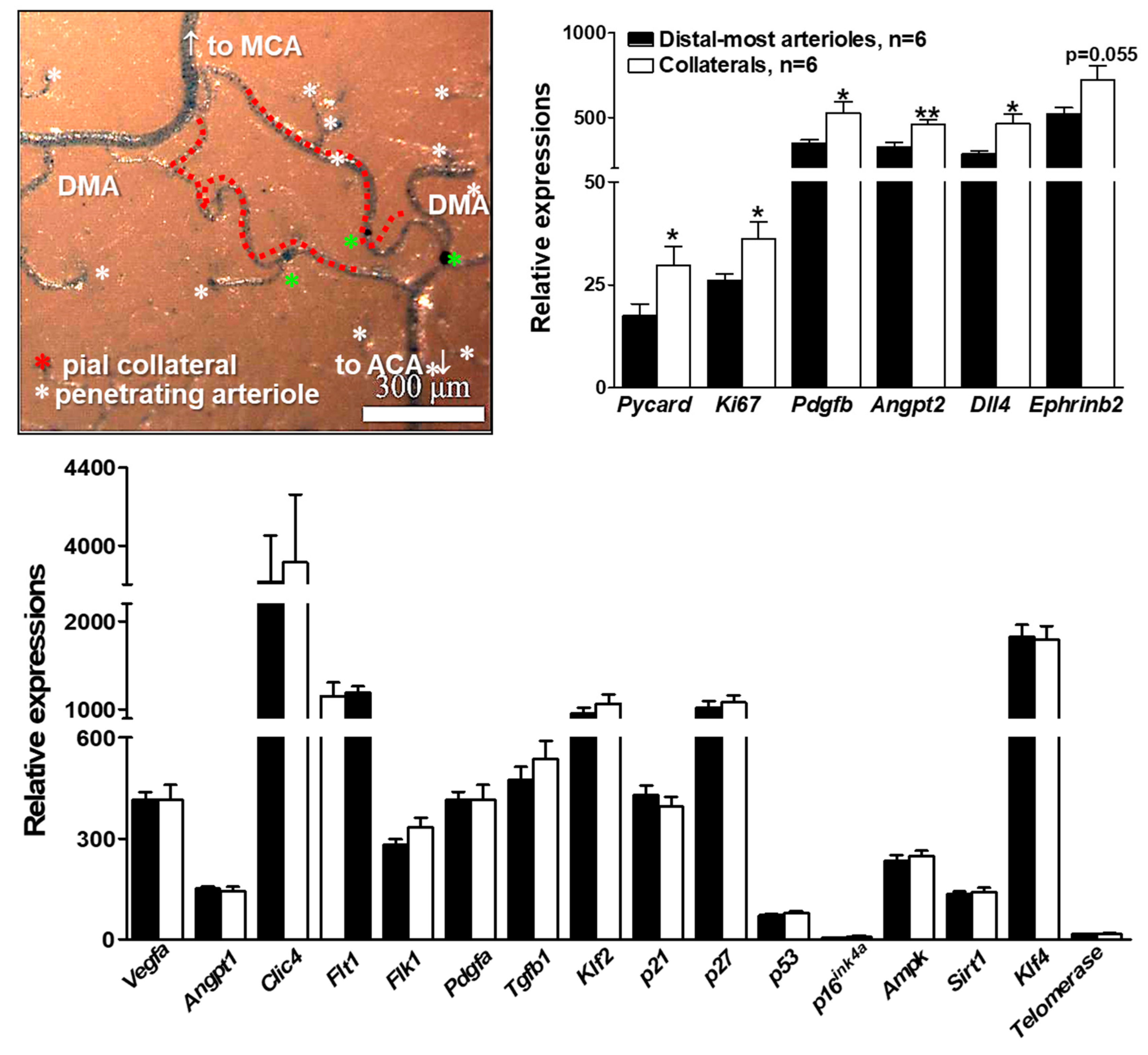 Ijms 20 03608 g006 Ijms 20 03608 g006