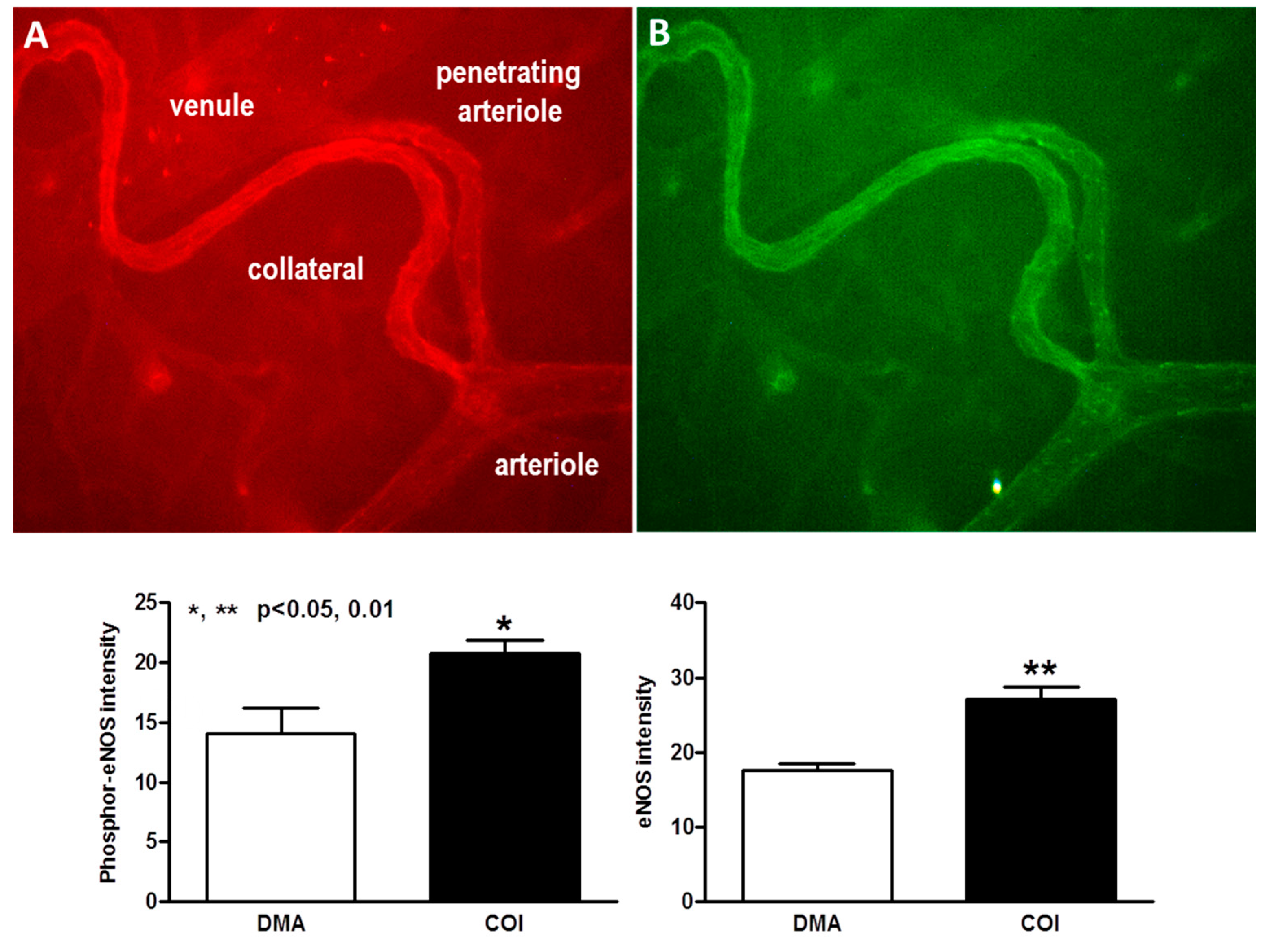 Ijms 20 03608 g007 Ijms 20 03608 g007