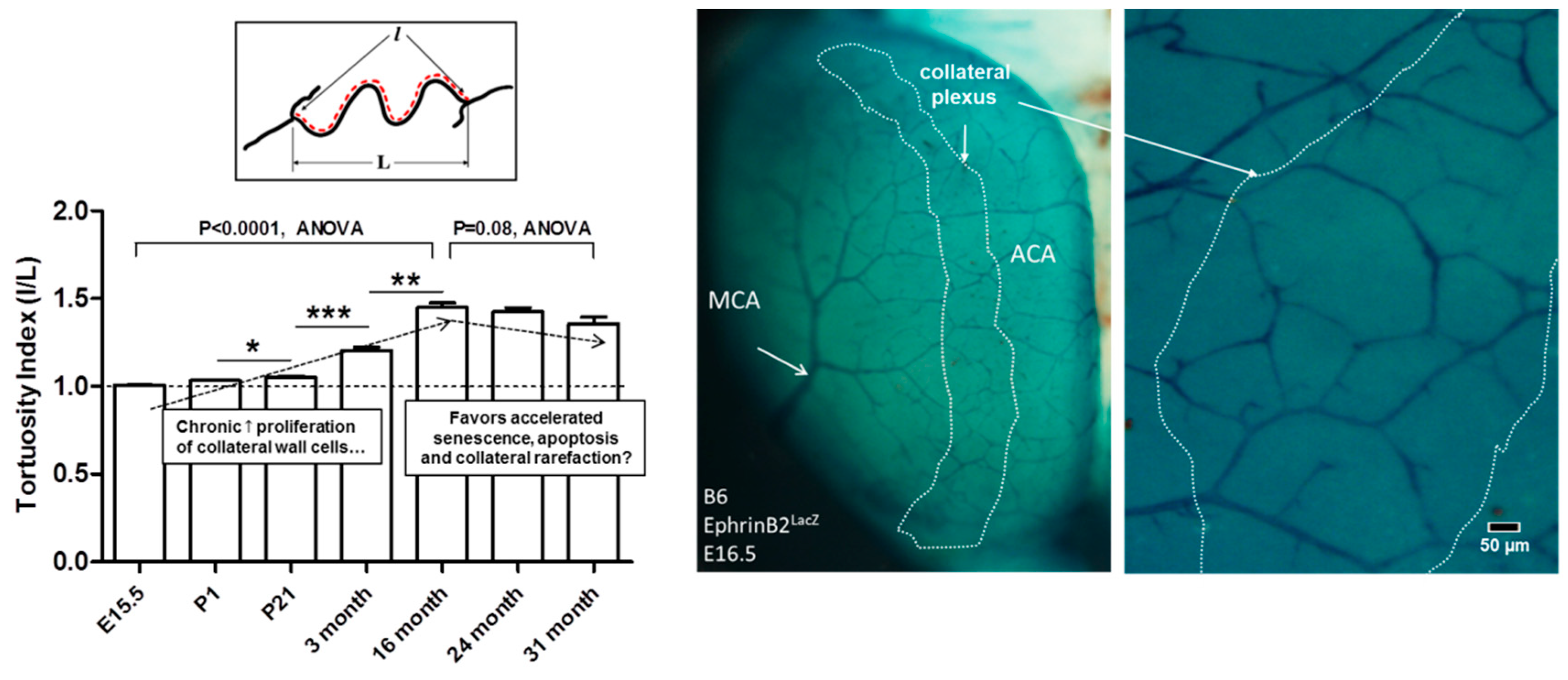 Ijms 20 03608 g008 Ijms 20 03608 g008