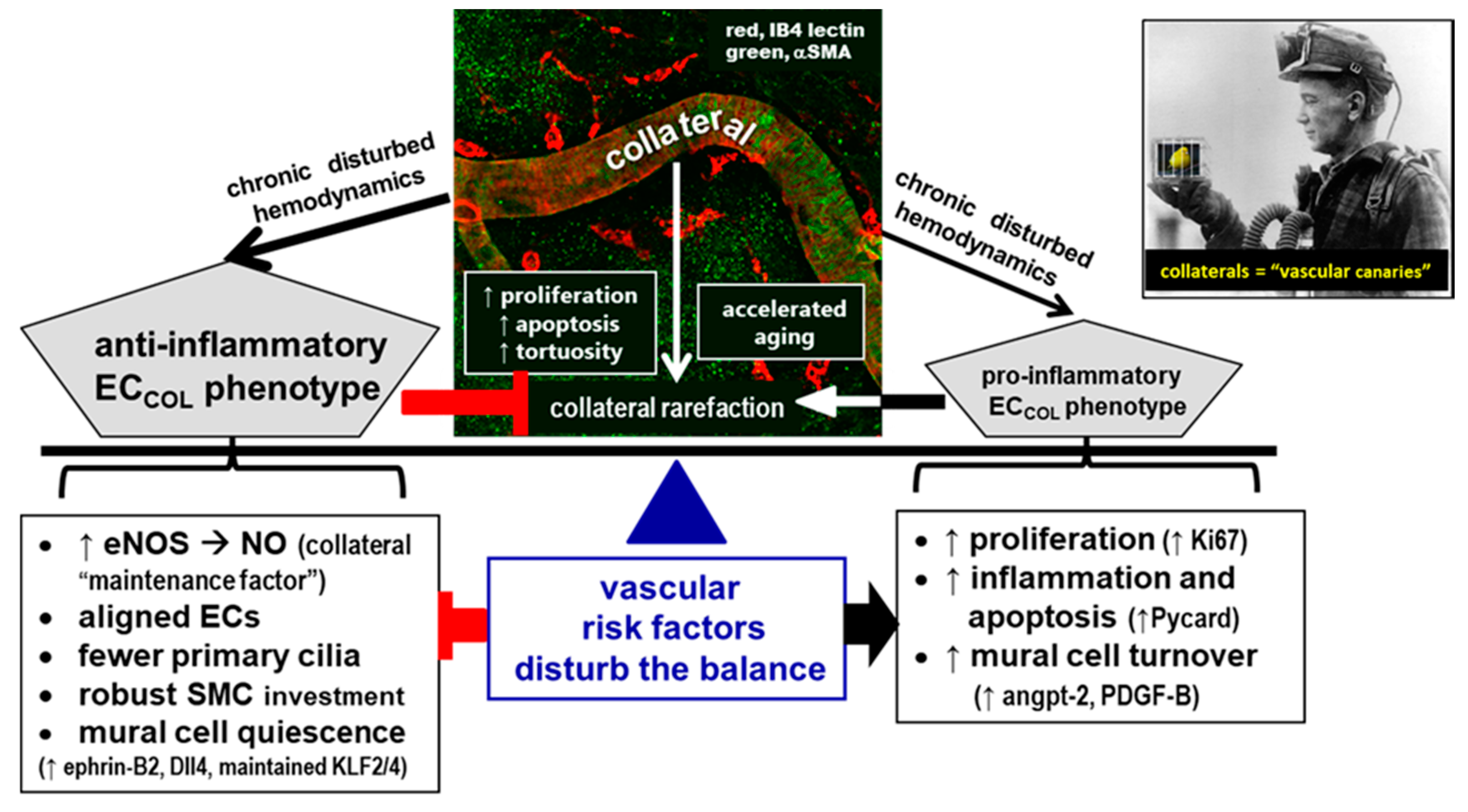 Ijms 20 03608 g009 Ijms 20 03608 g009