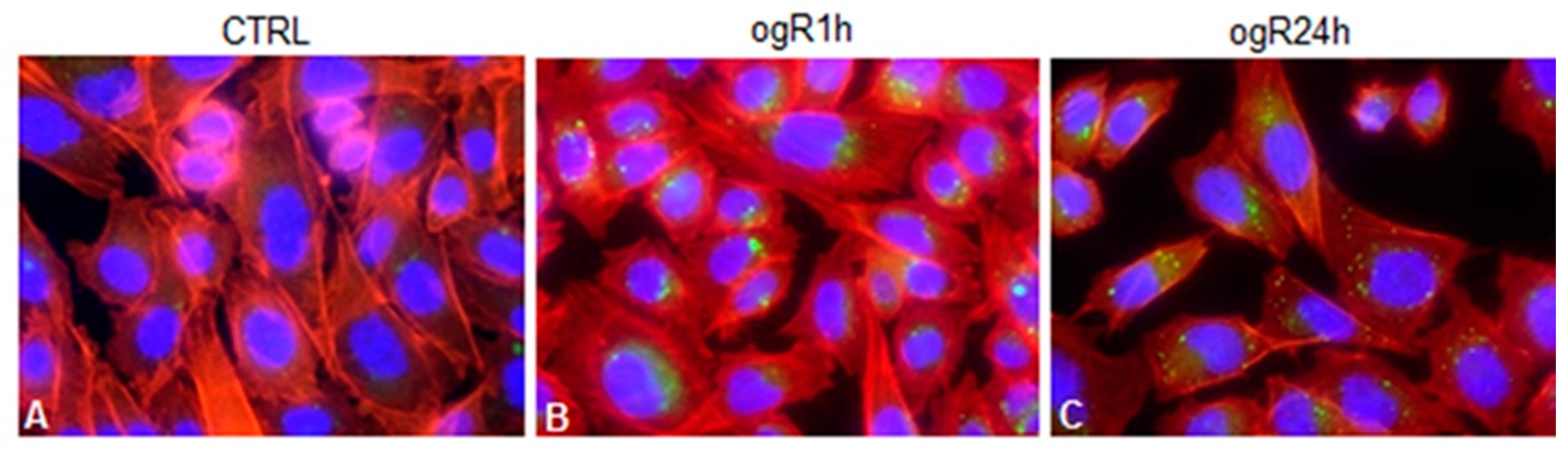 Ijms 20 03752 g005 Ijms 20 03752 g005