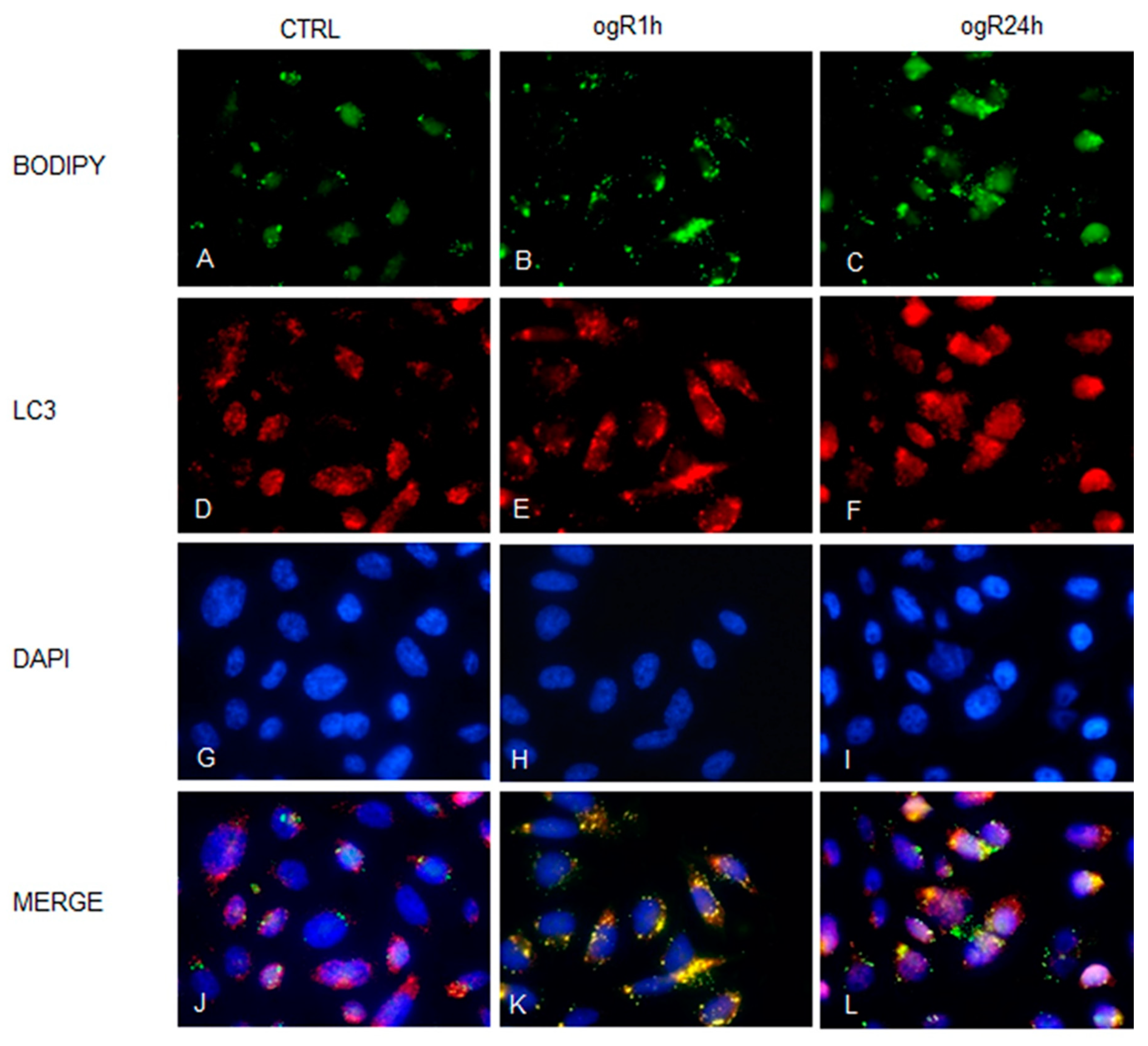 Ijms 20 03752 g007 Ijms 20 03752 g007