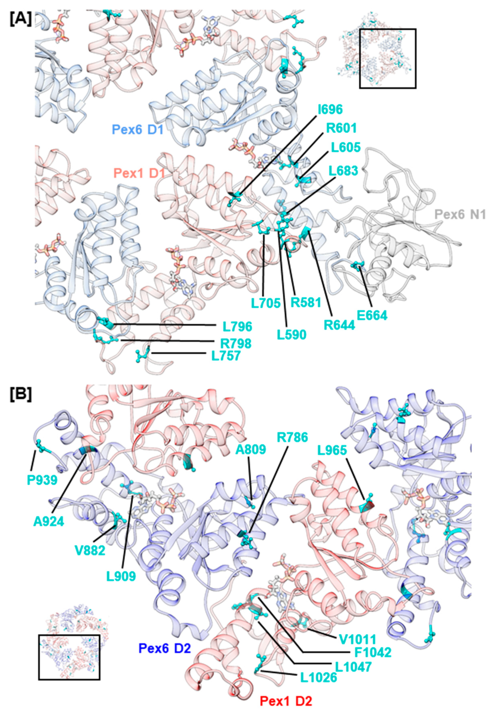 Ijms 20 03756 g005