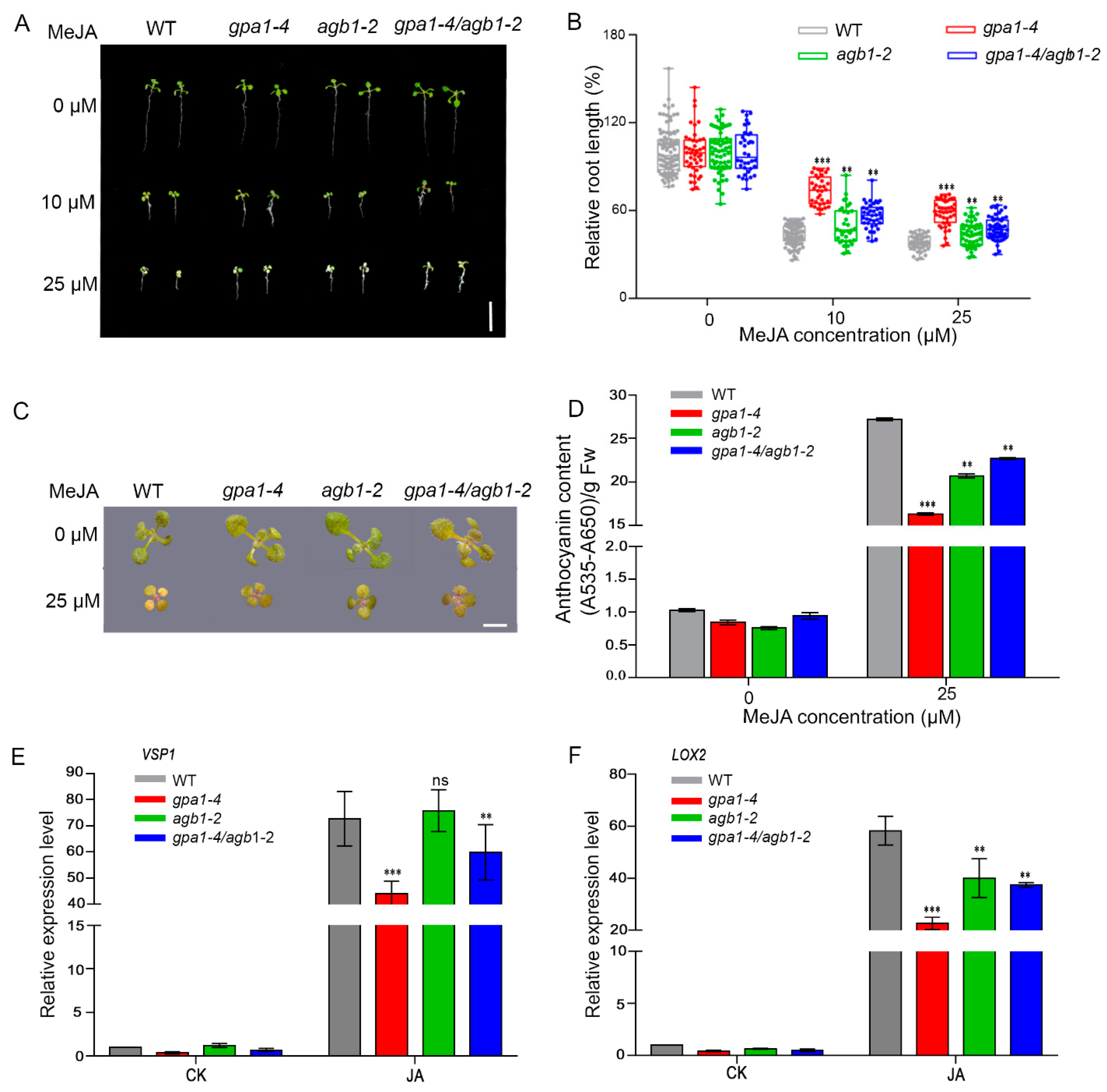Ijms 20 03779 g001 Ijms 20 03779 g001