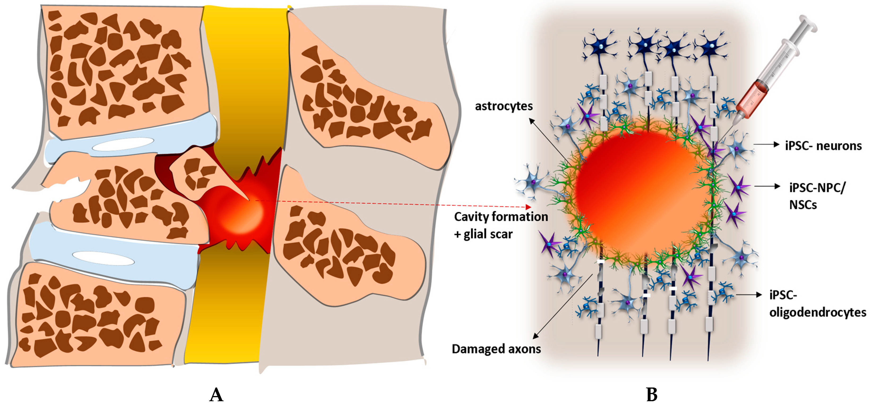 Ijms 20 03838 g001 Ijms 20 03838 g001