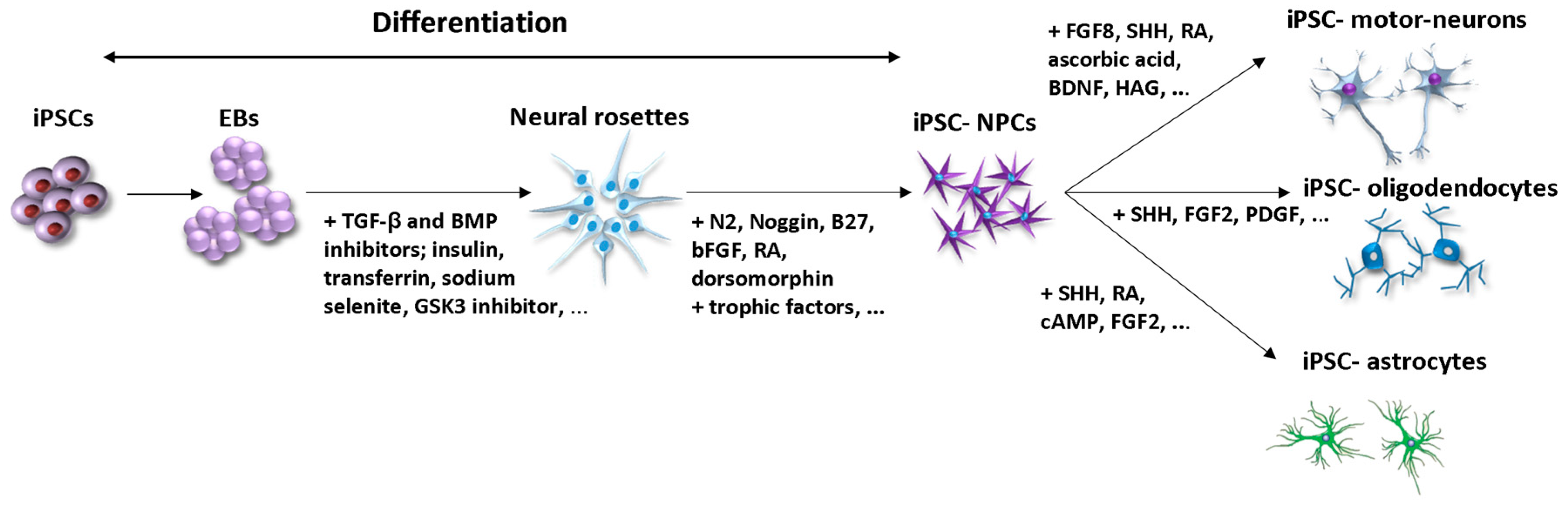 Ijms 20 03838 g002 Ijms 20 03838 g002