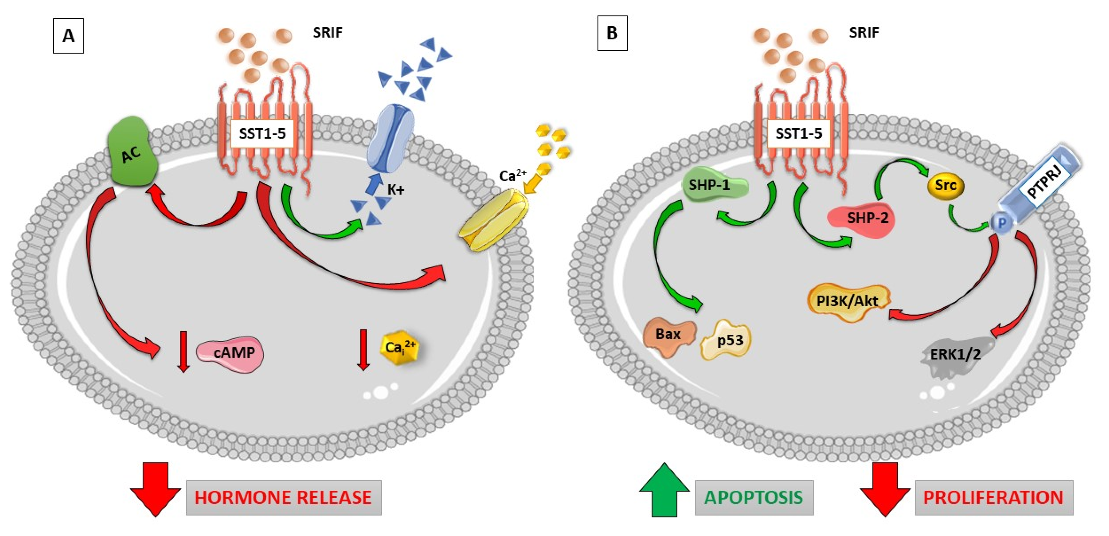 Ijms 20 03940 g001 Ijms 20 03940 g001