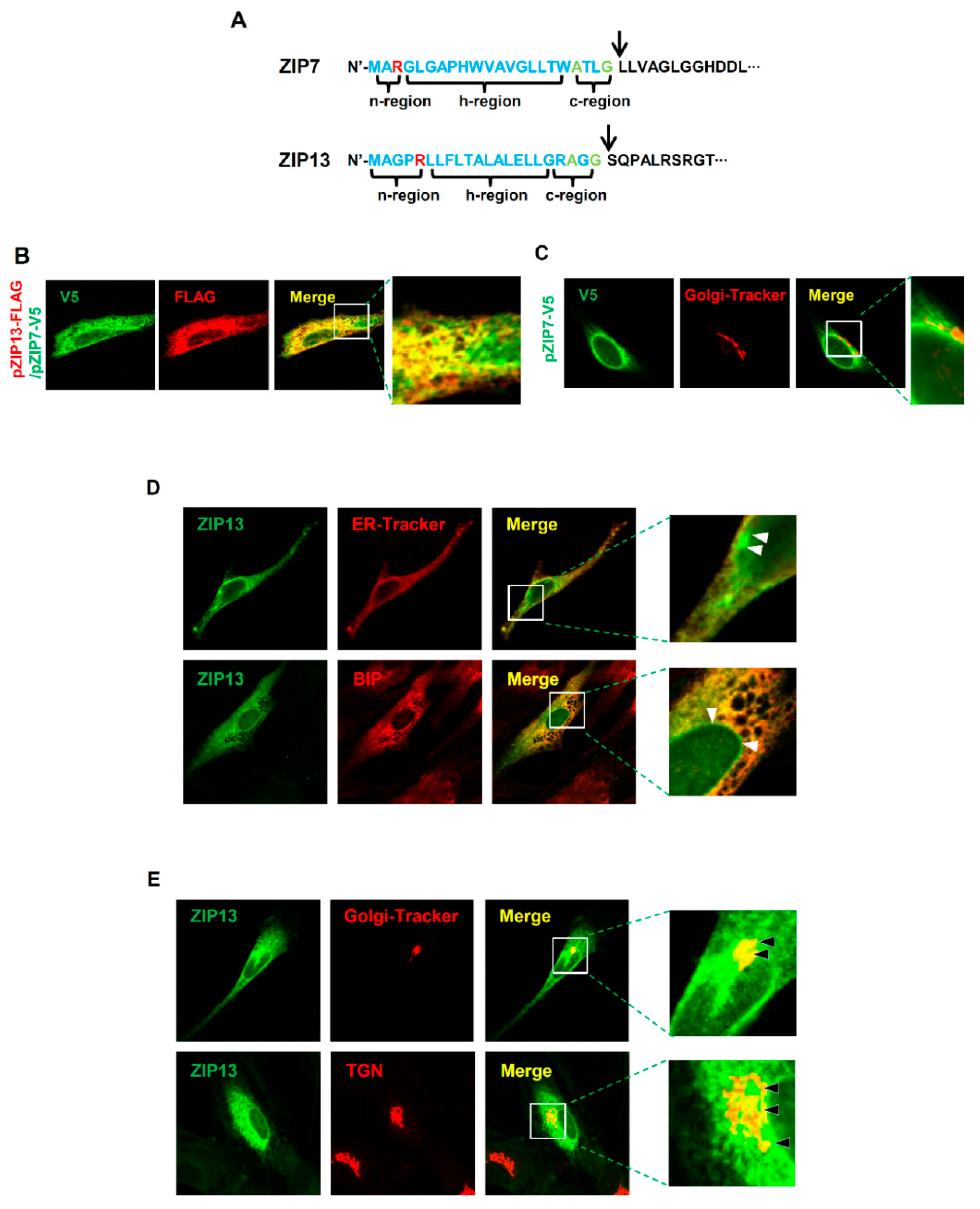Ijms 20 03941 g005