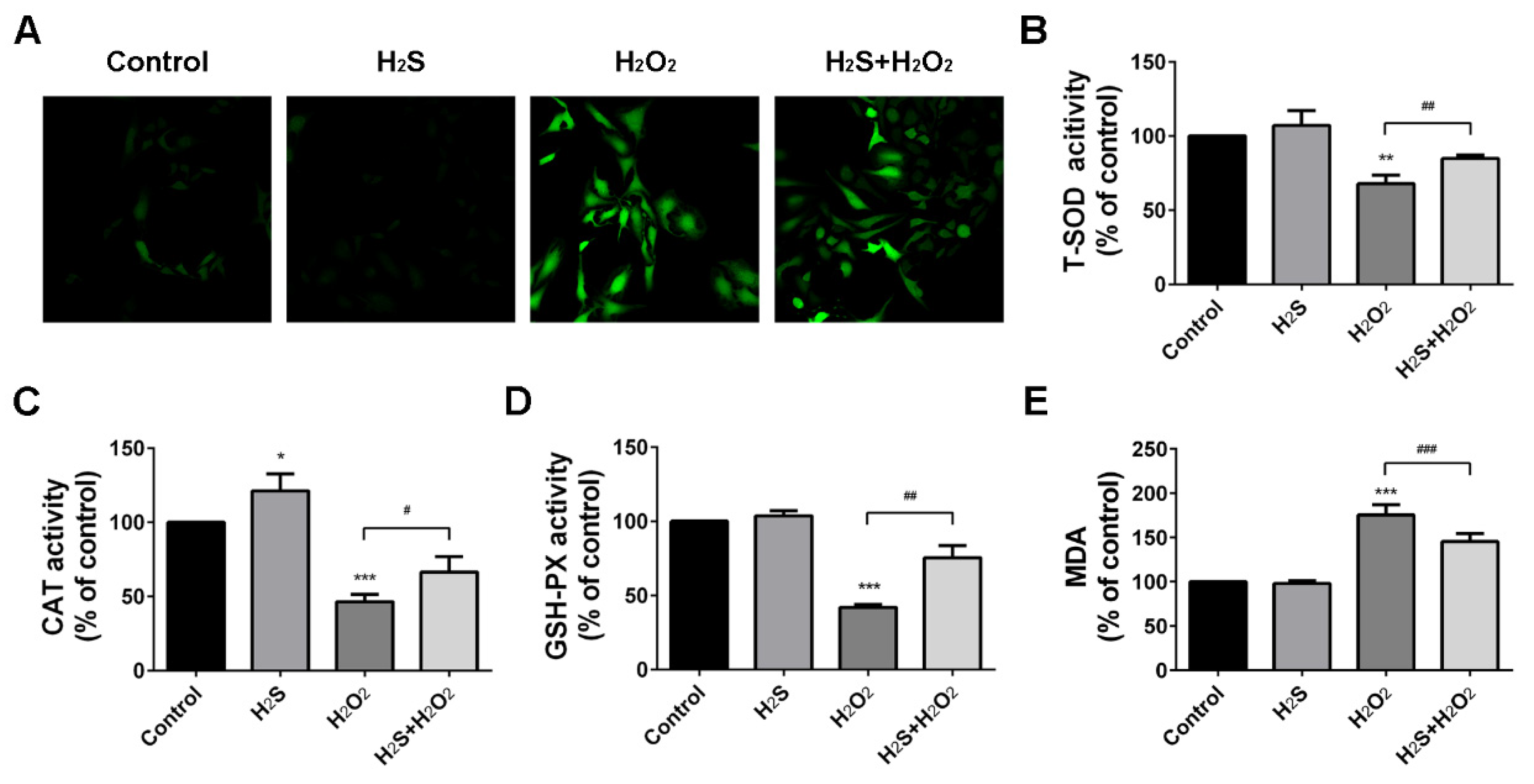Ijms 20 03975 g002 Ijms 20 03975 g002