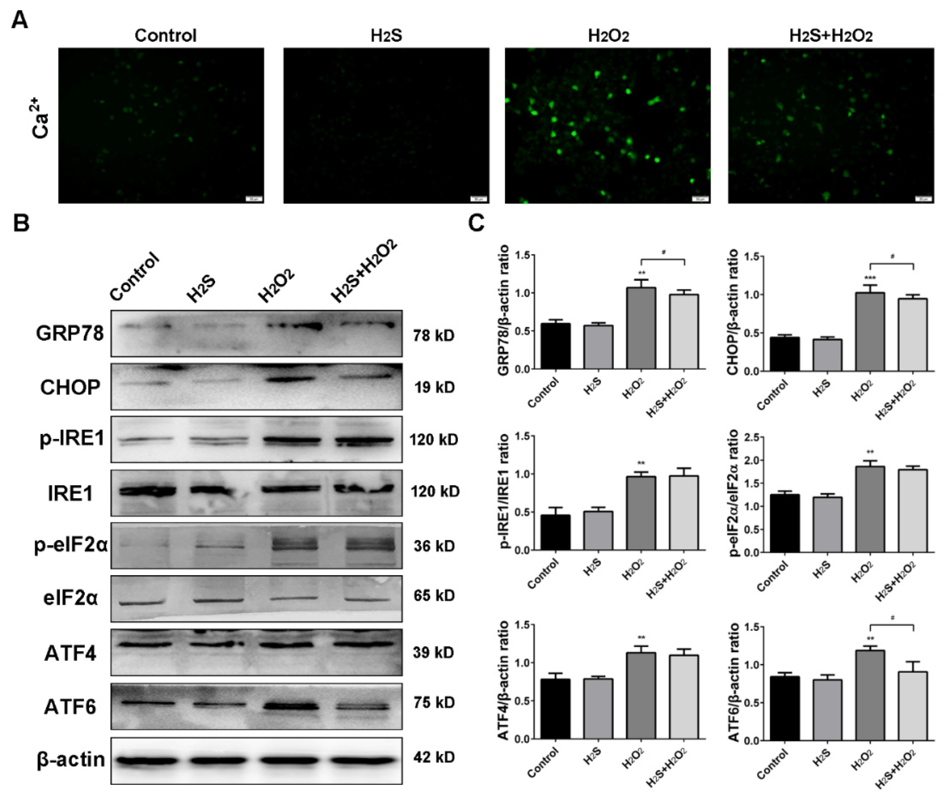 Ijms 20 03975 g005 Ijms 20 03975 g005