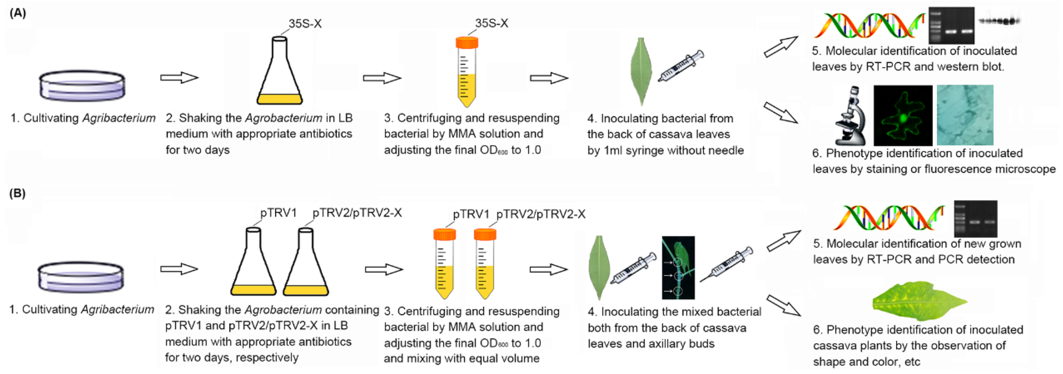 Ijms 20 03976 g001 Ijms 20 03976 g001