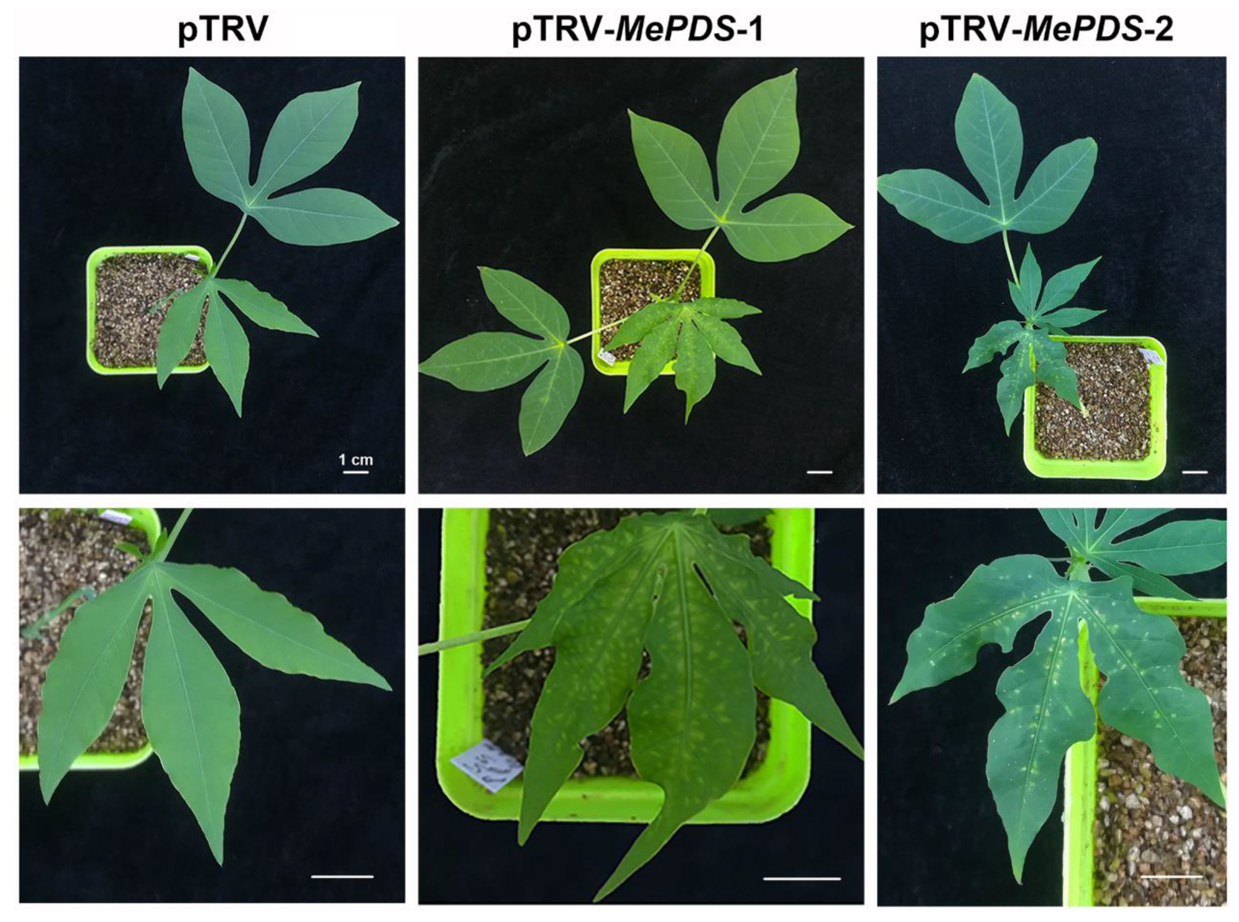 Ijms 20 03976 g004 Ijms 20 03976 g004