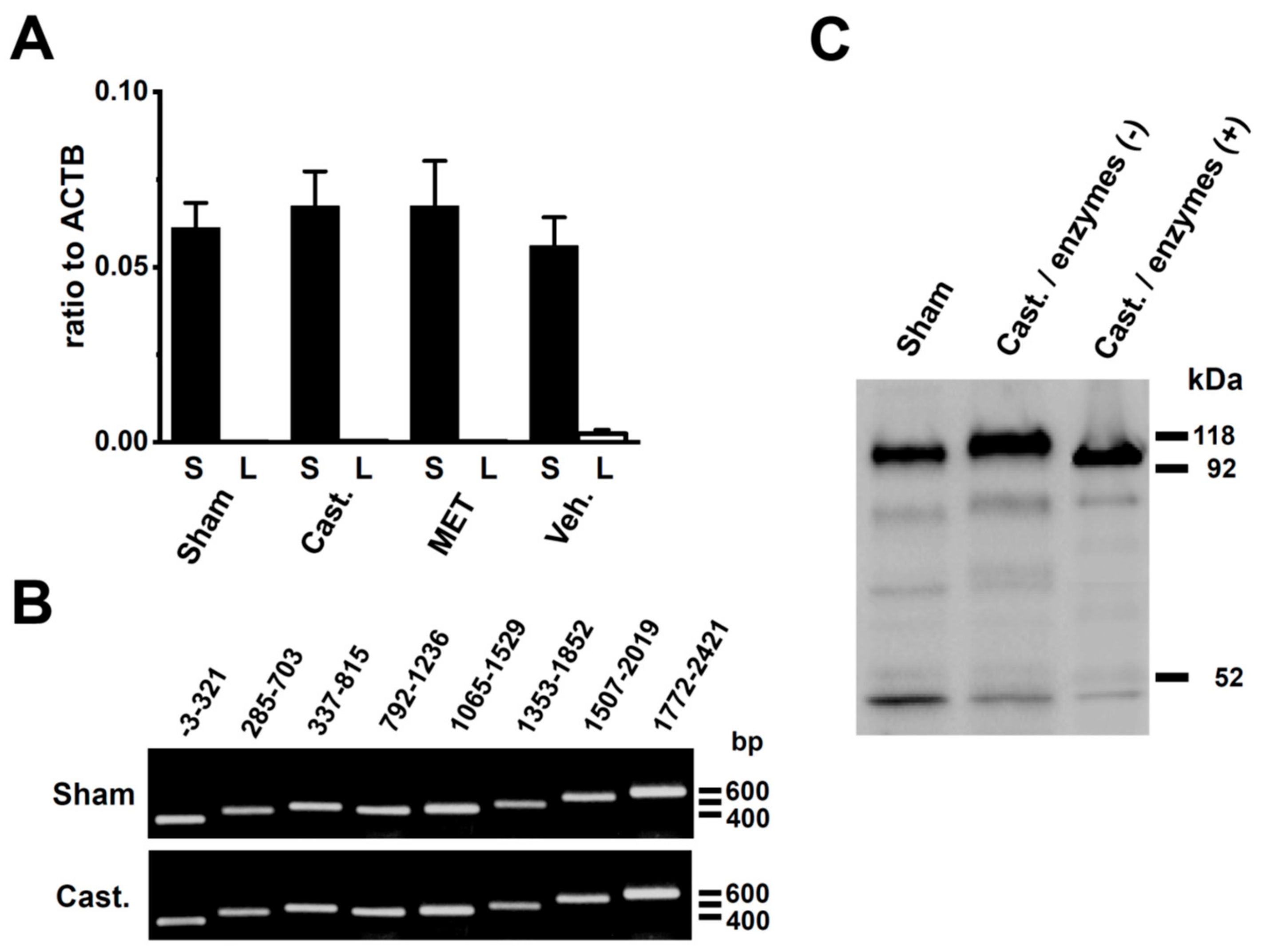 Ijms 20 04073 g007 Ijms 20 04073 g007