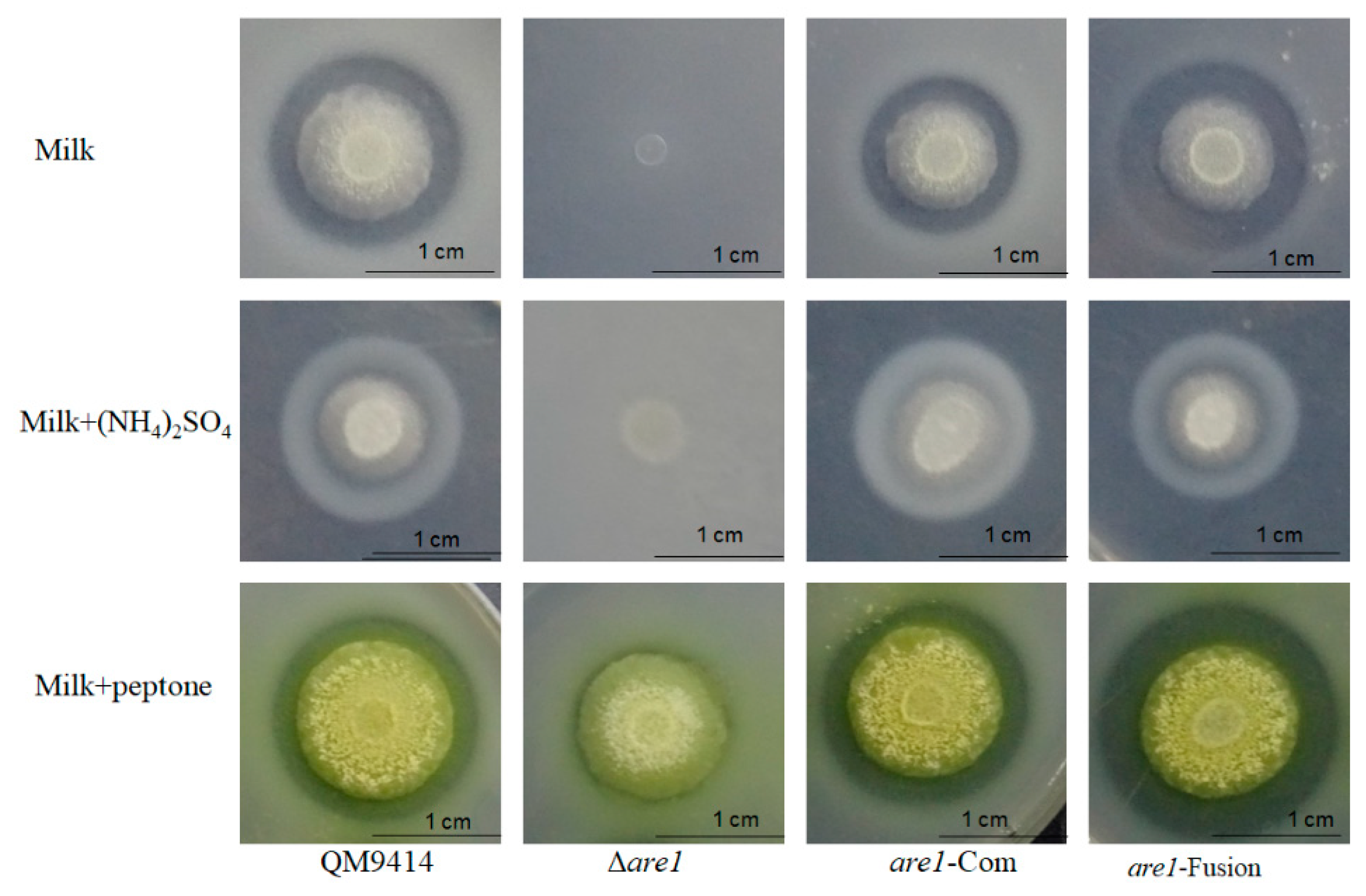 Ijms 20 04100 g003