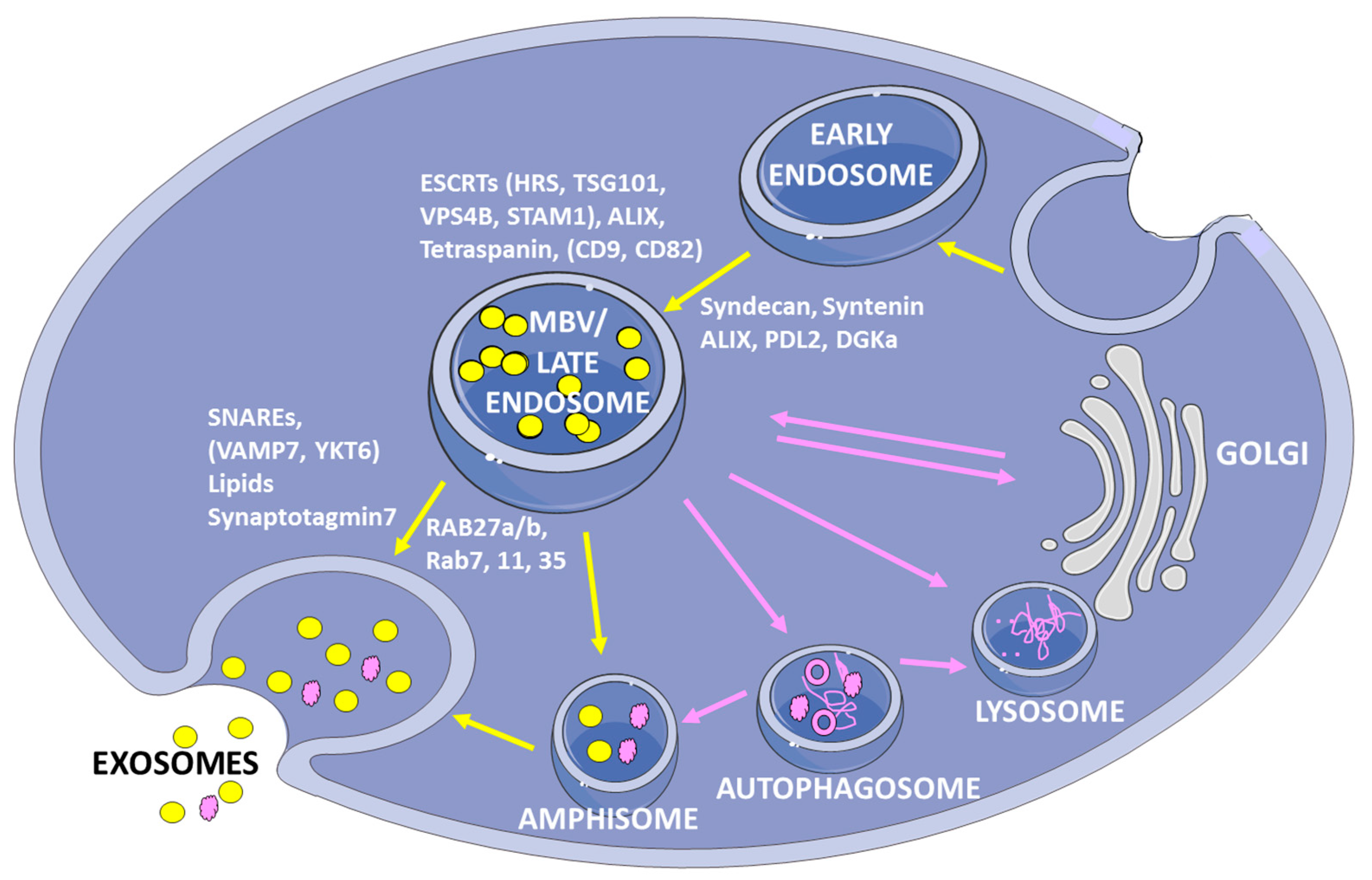 Ijms 20 04113 g001 Ijms 20 04113 g001