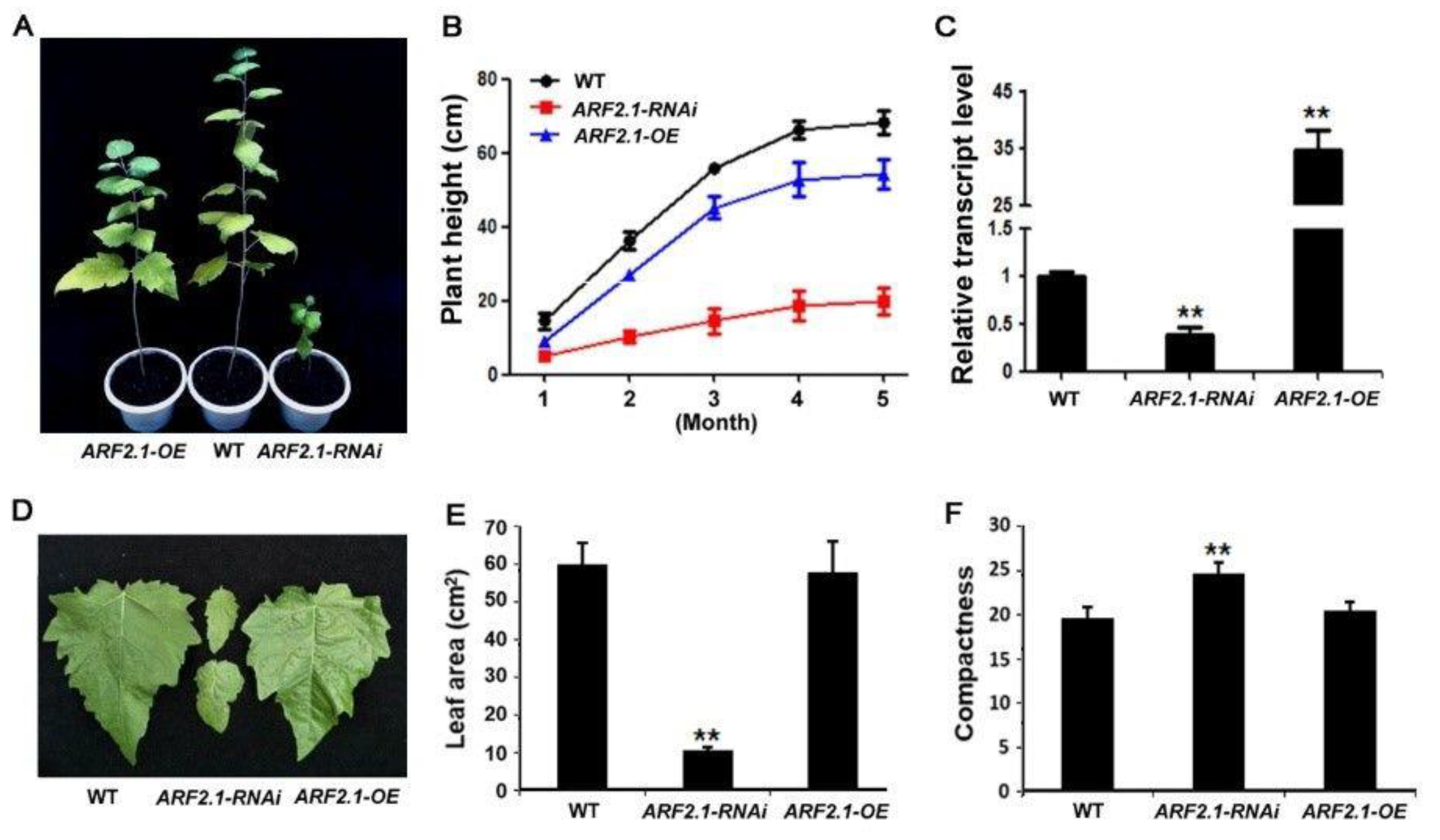 Ijms 20 04141 g003 Ijms 20 04141 g003