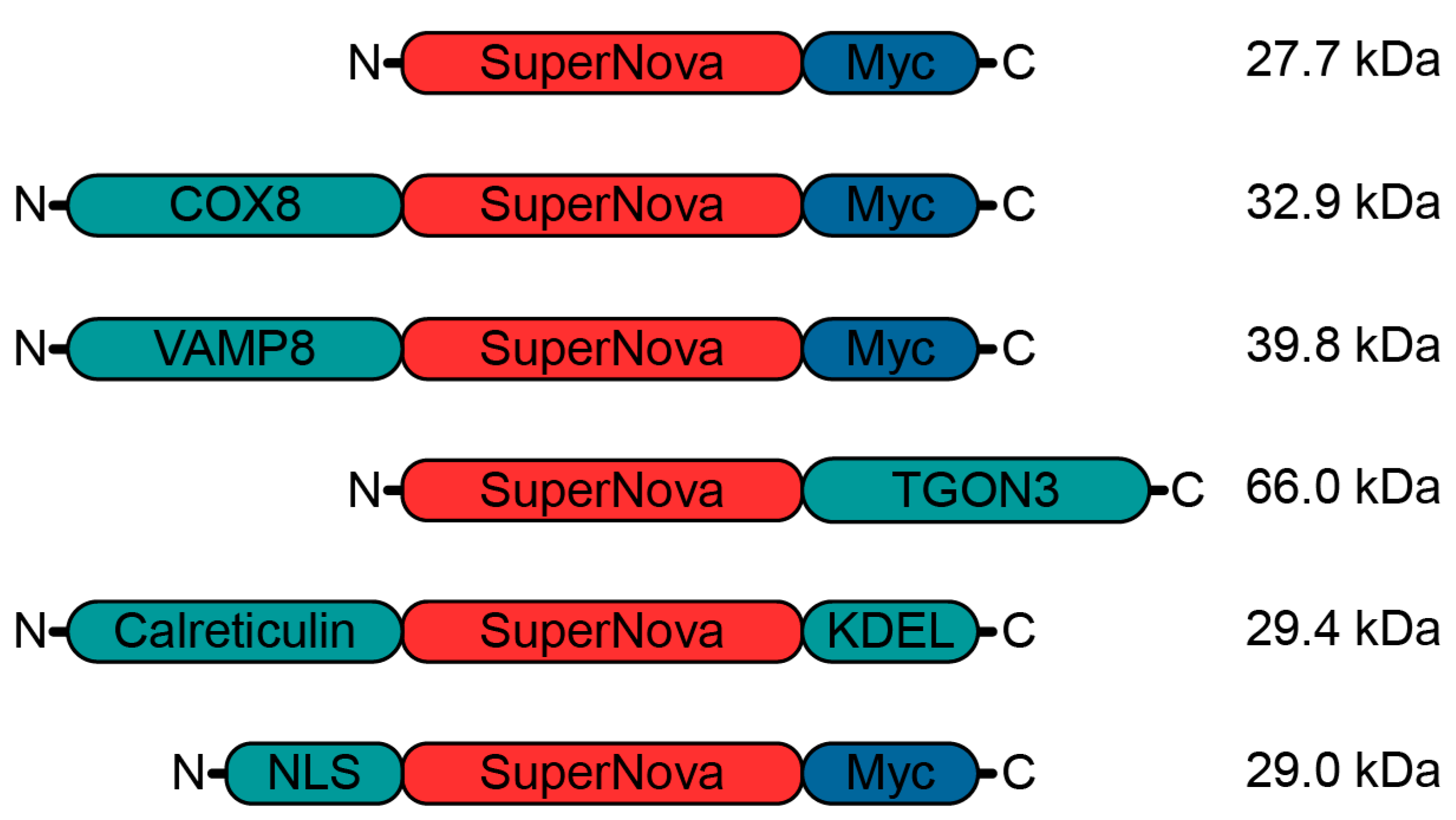 Ijms 20 04147 g001 Ijms 20 04147 g001