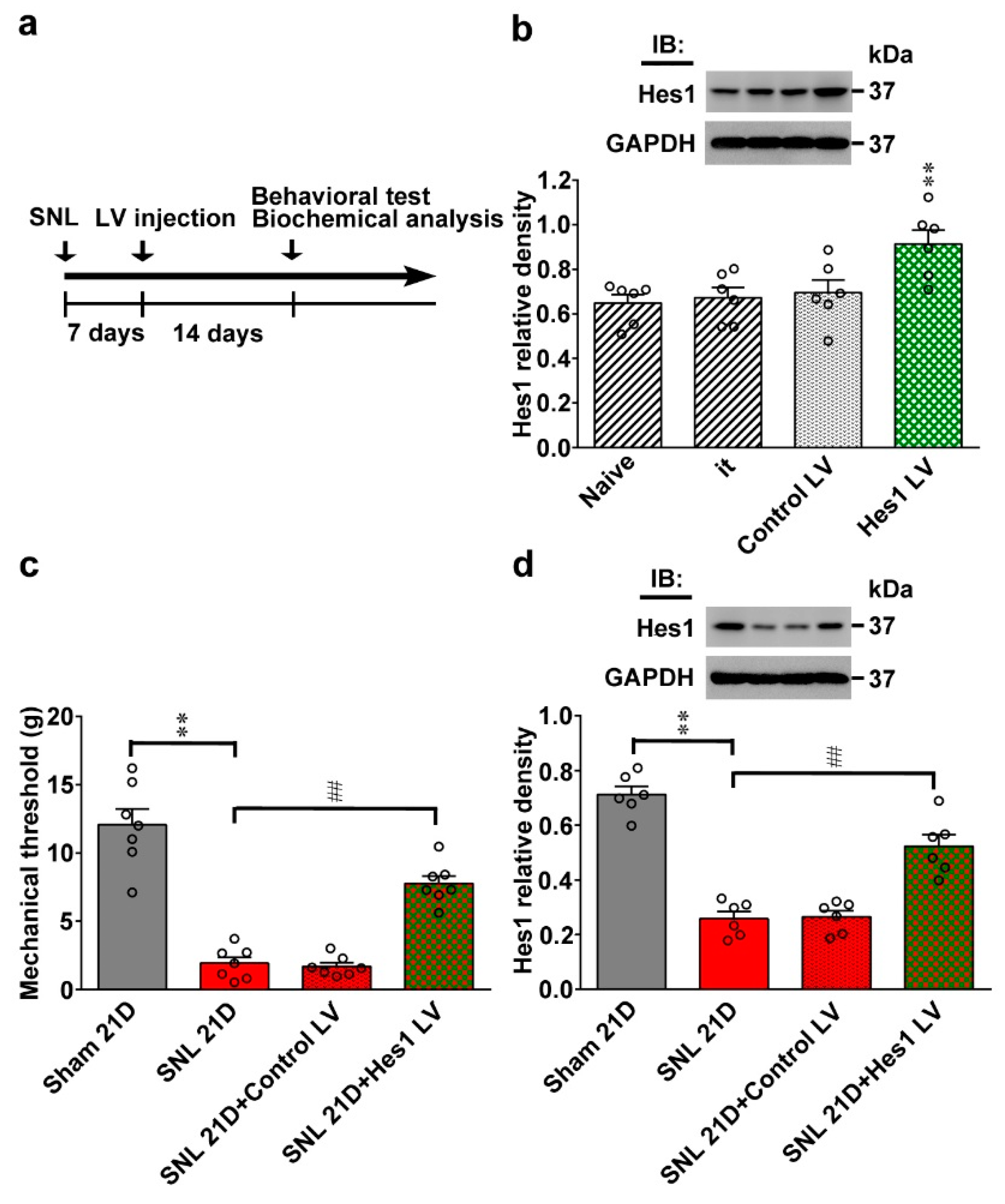 Ijms 20 04177 g003 Ijms 20 04177 g003