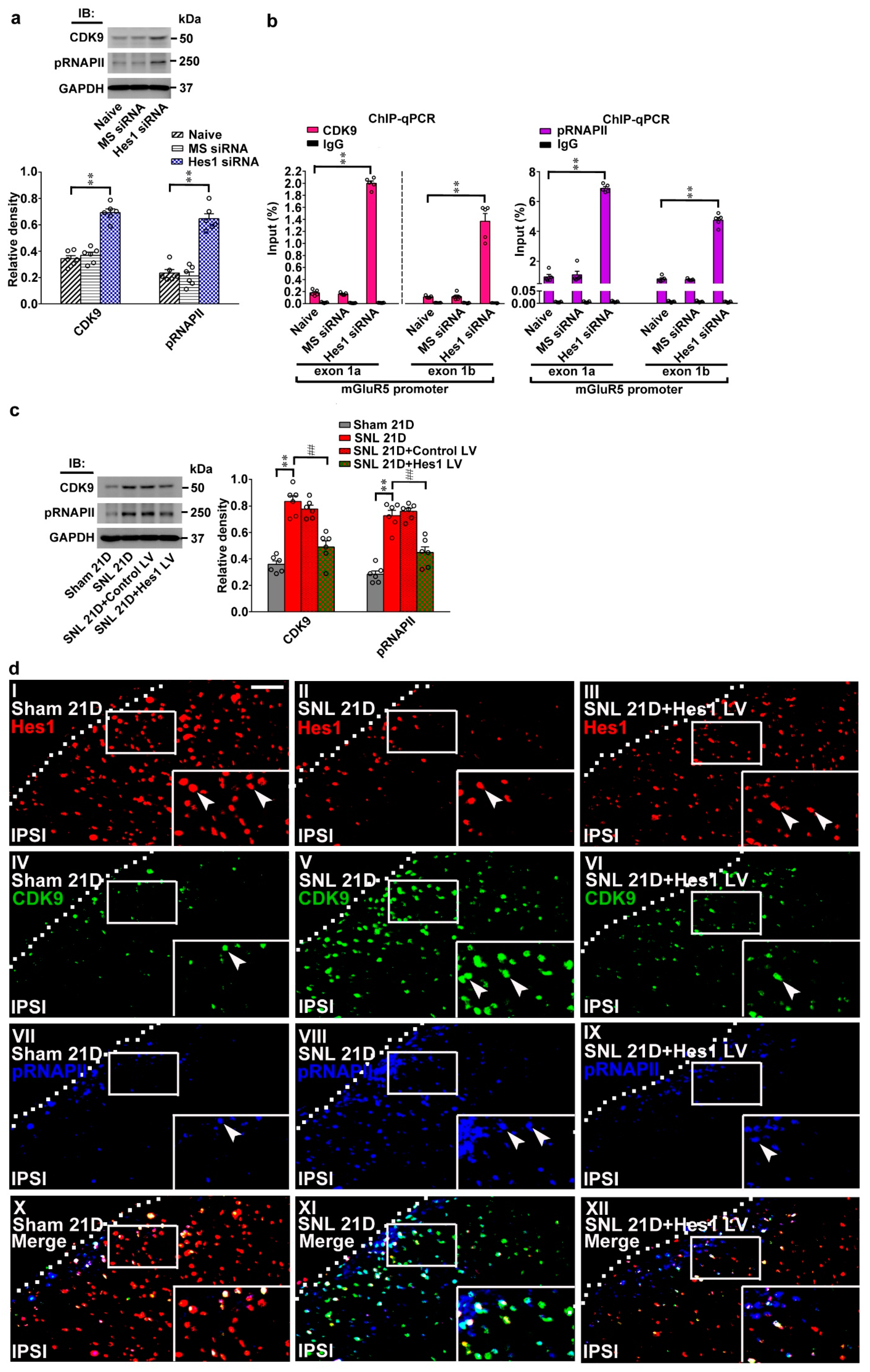 Ijms 20 04177 g005a Ijms 20 04177 g005a