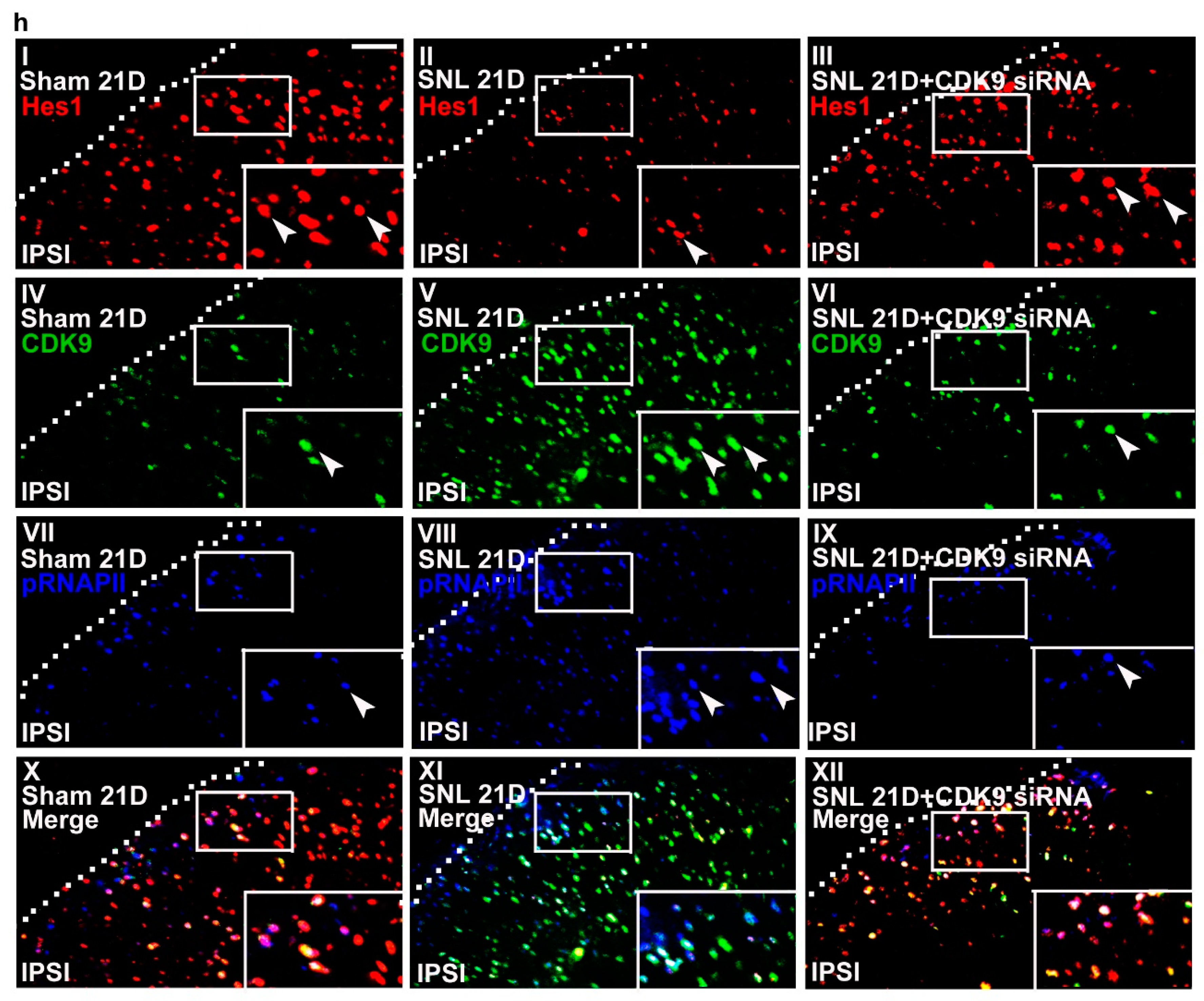Ijms 20 04177 g006b Ijms 20 04177 g006b