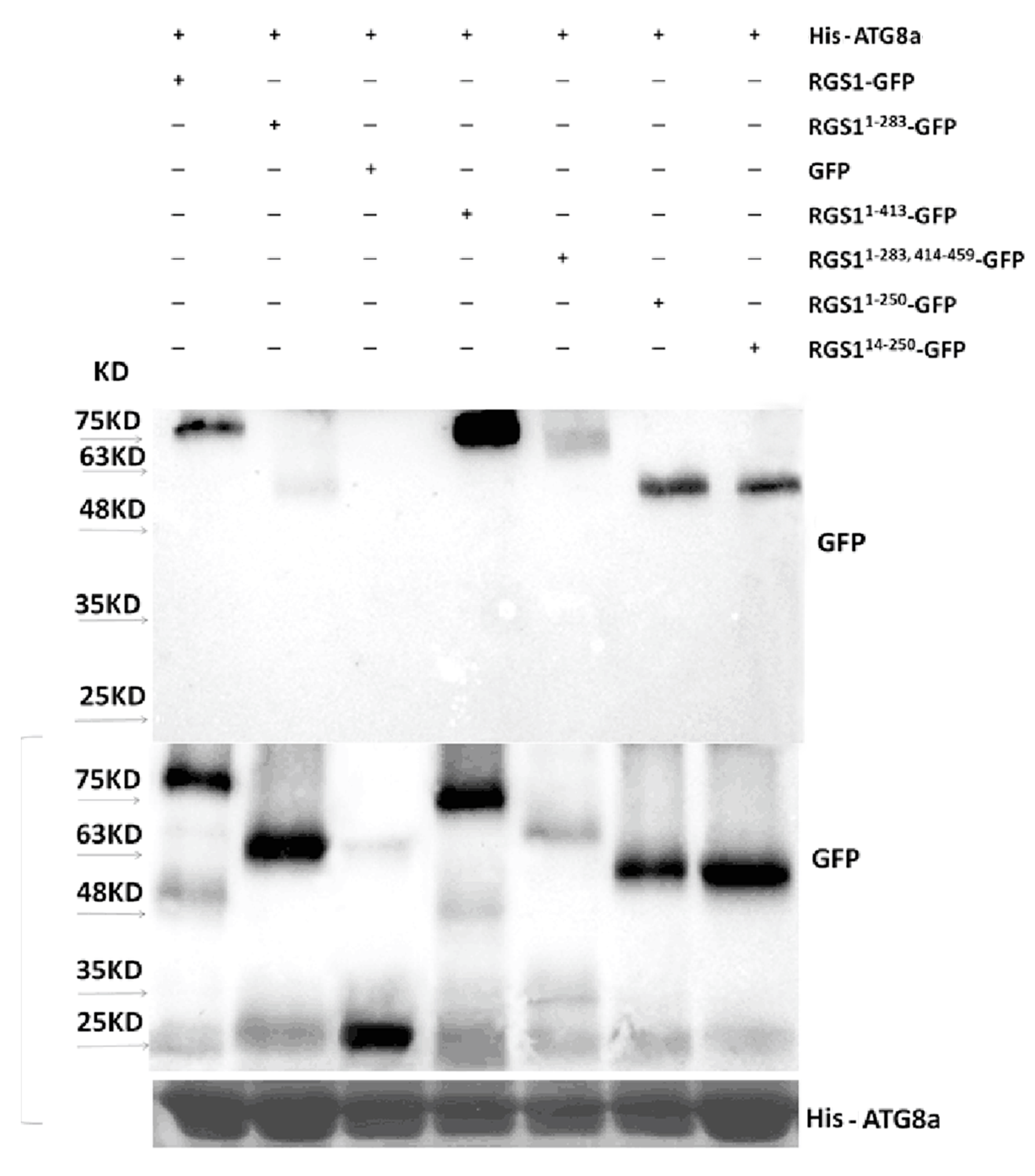Ijms 20 04190 g007