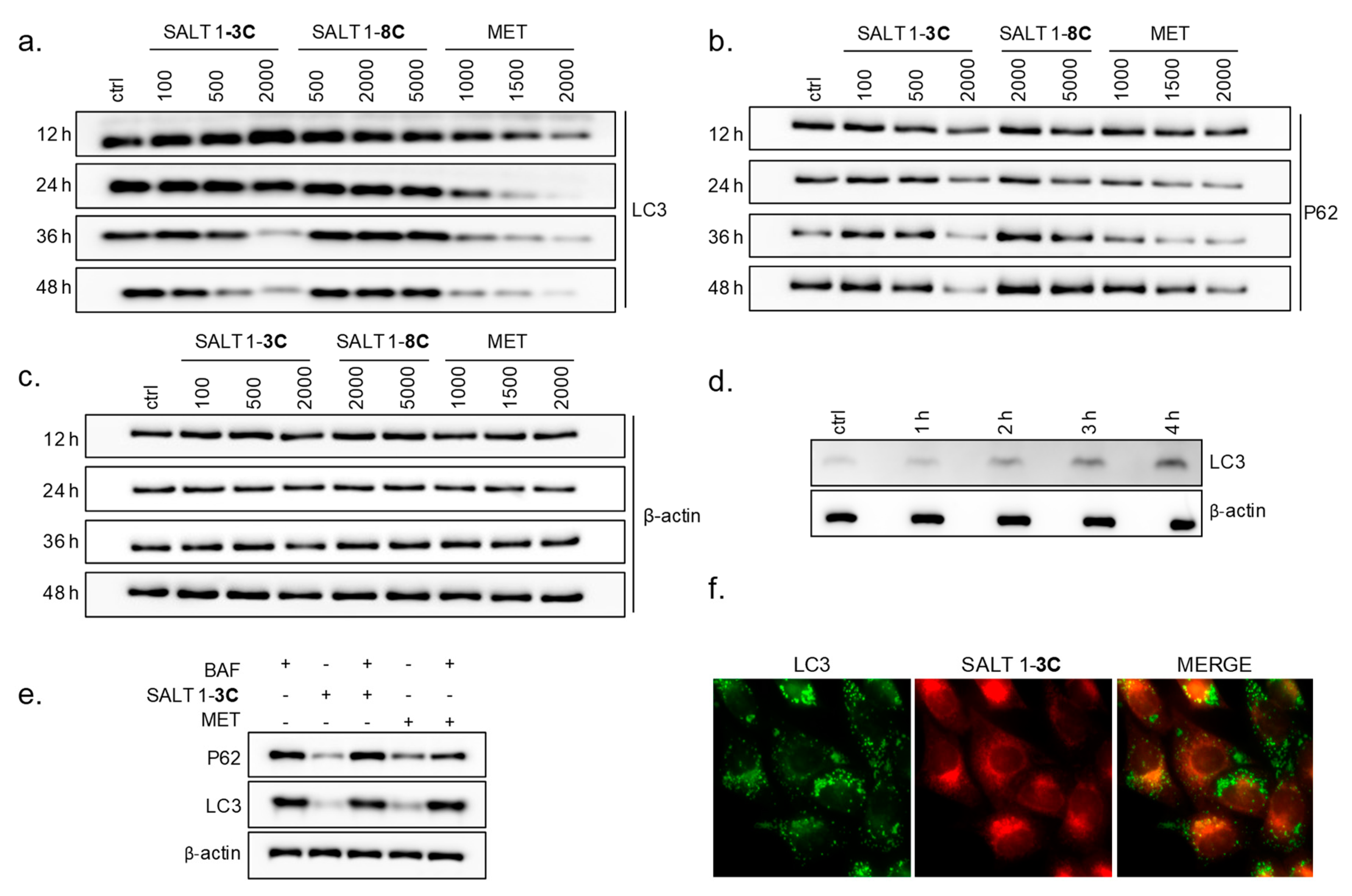 Ijms 20 04208 g003 Ijms 20 04208 g003