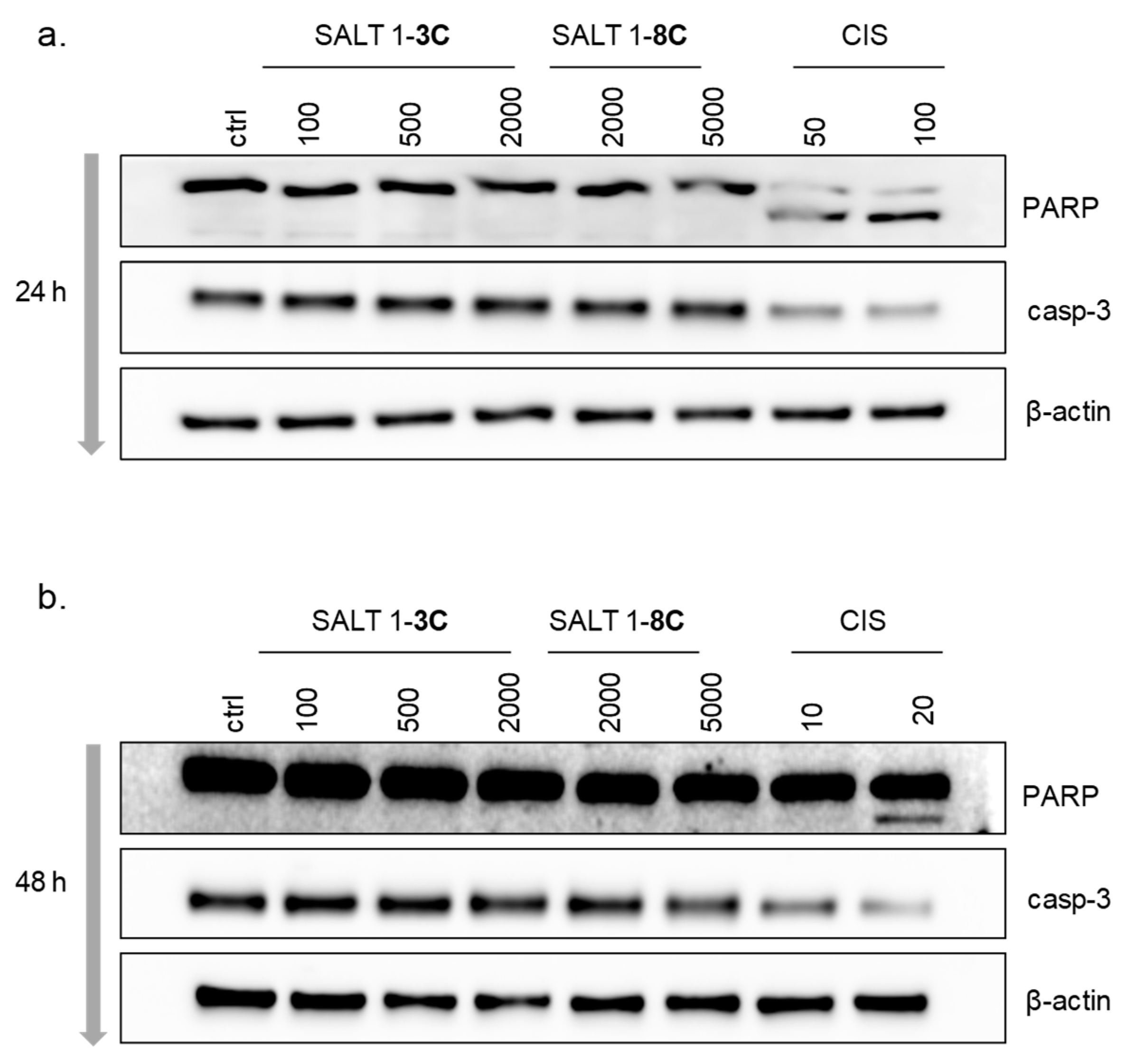 Ijms 20 04208 g004 Ijms 20 04208 g004