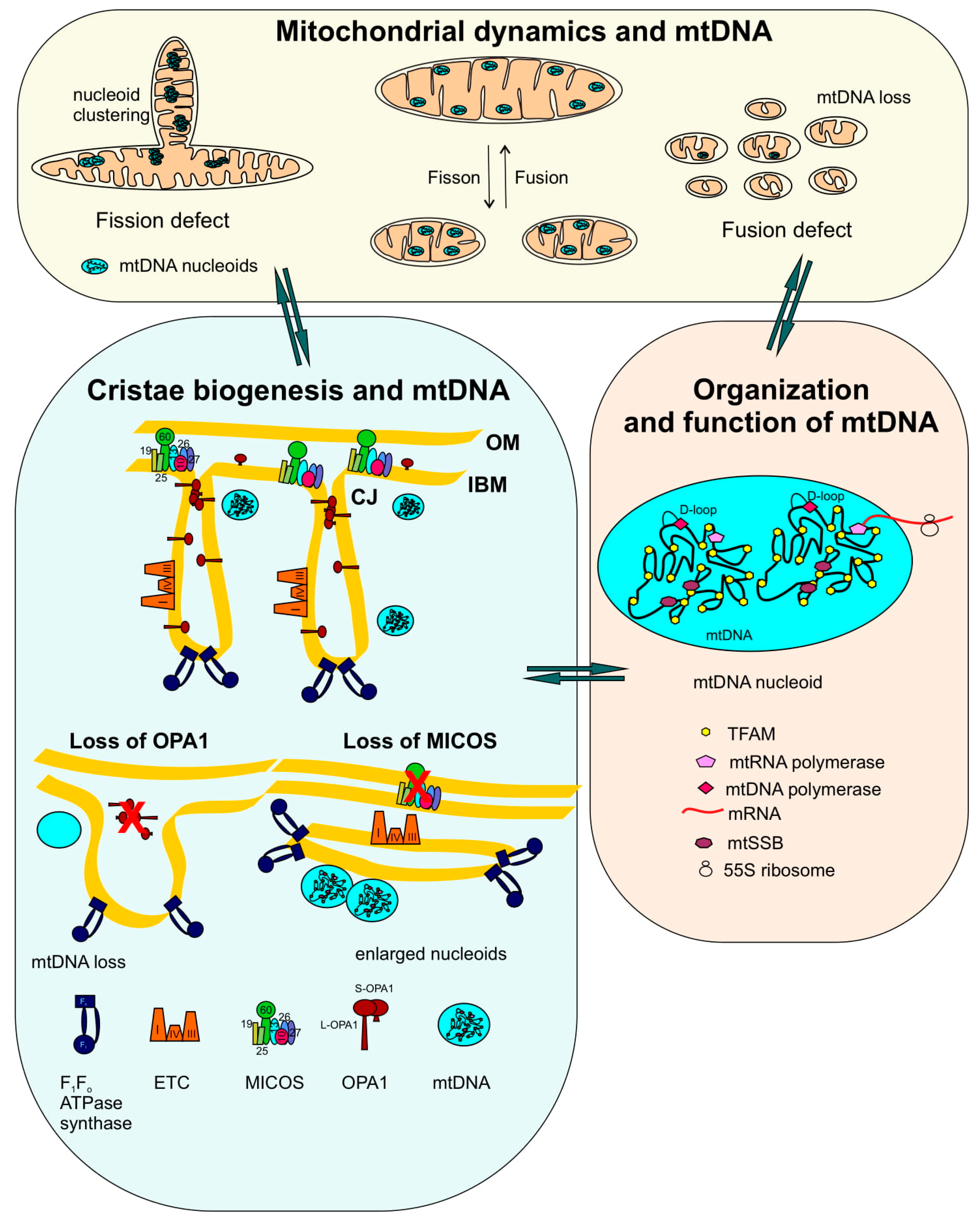 Ijms 20 04311 g001