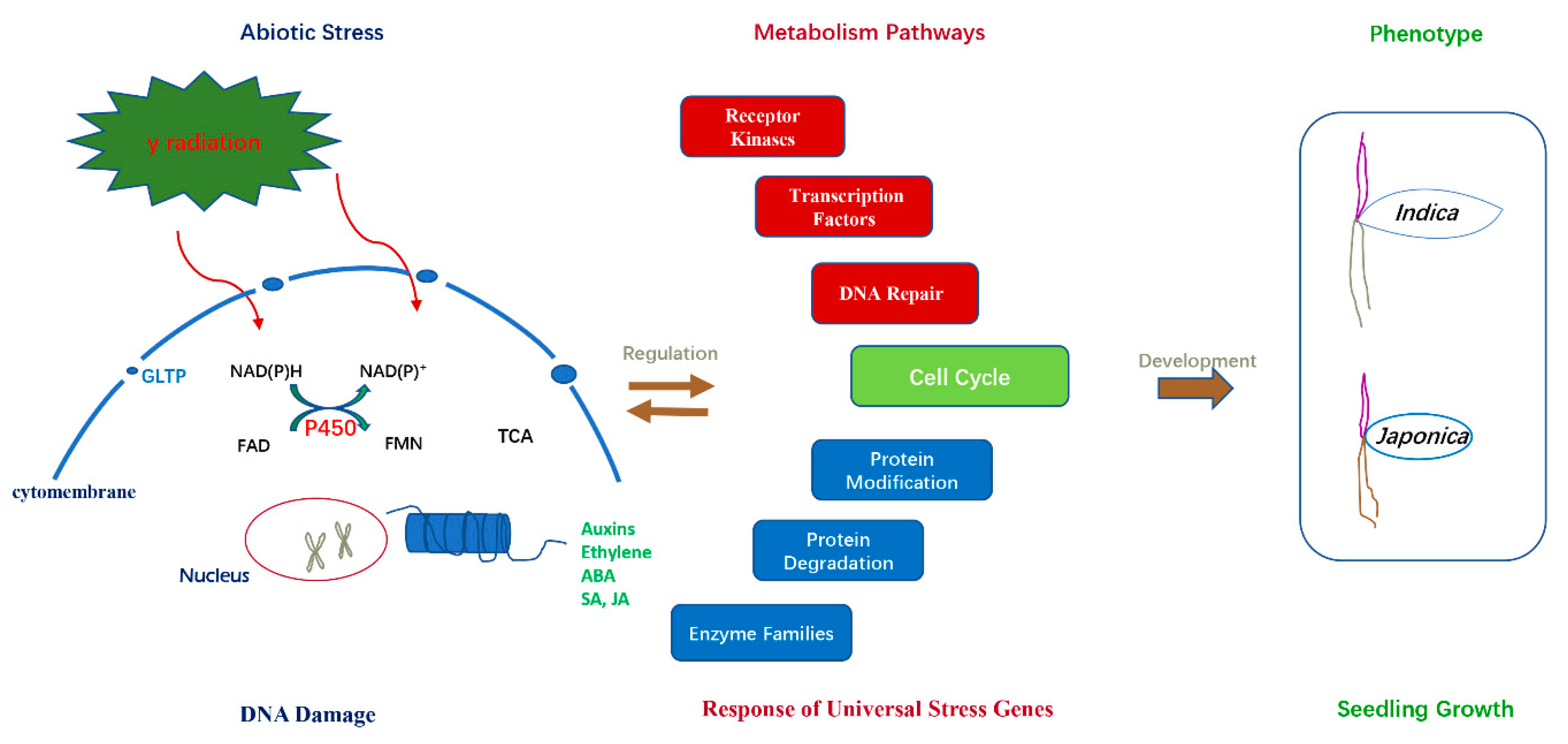 Ijms 20 04358 g010 Ijms 20 04358 g010
