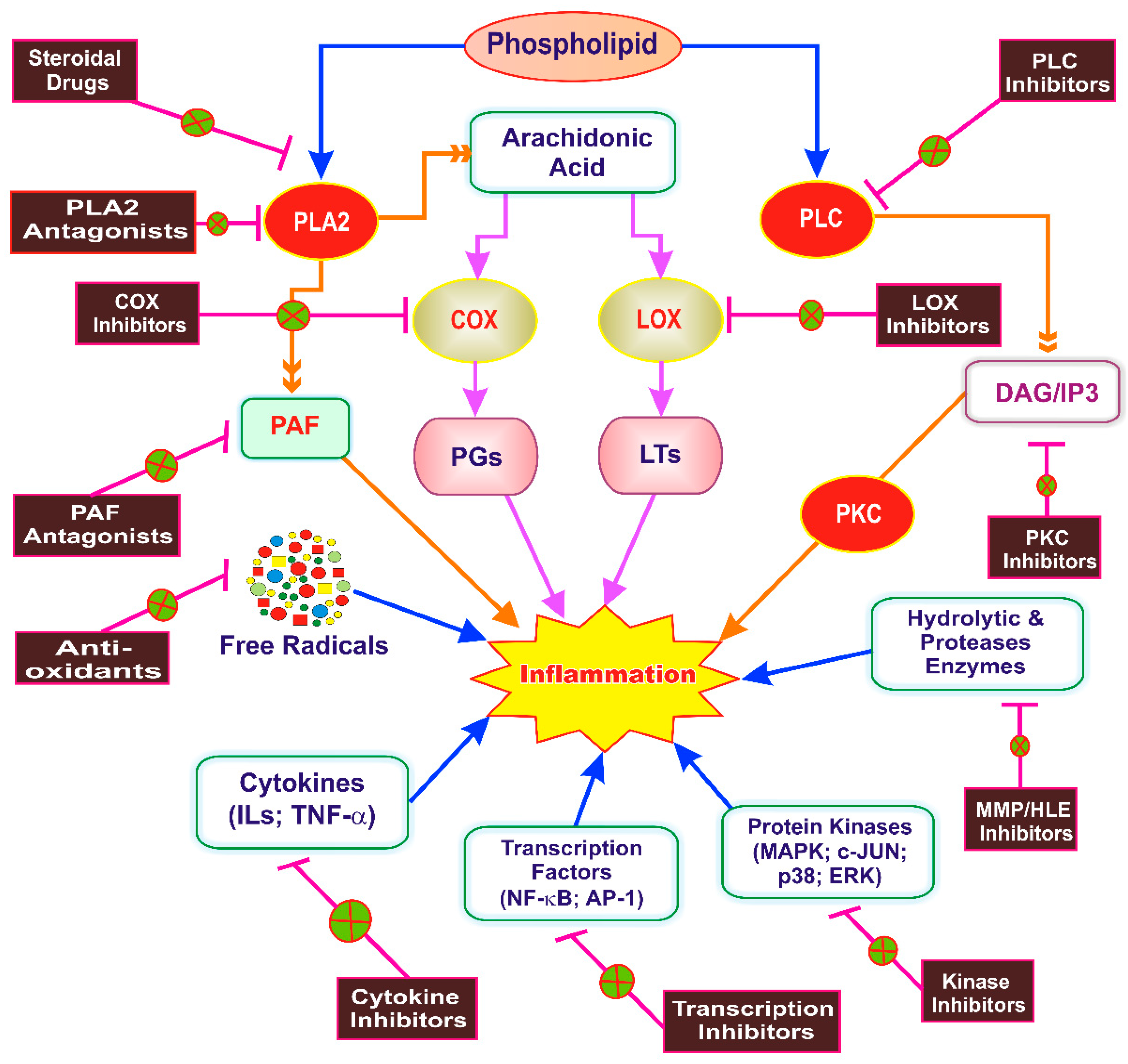 Ijms 20 04367 g002 Ijms 20 04367 g002