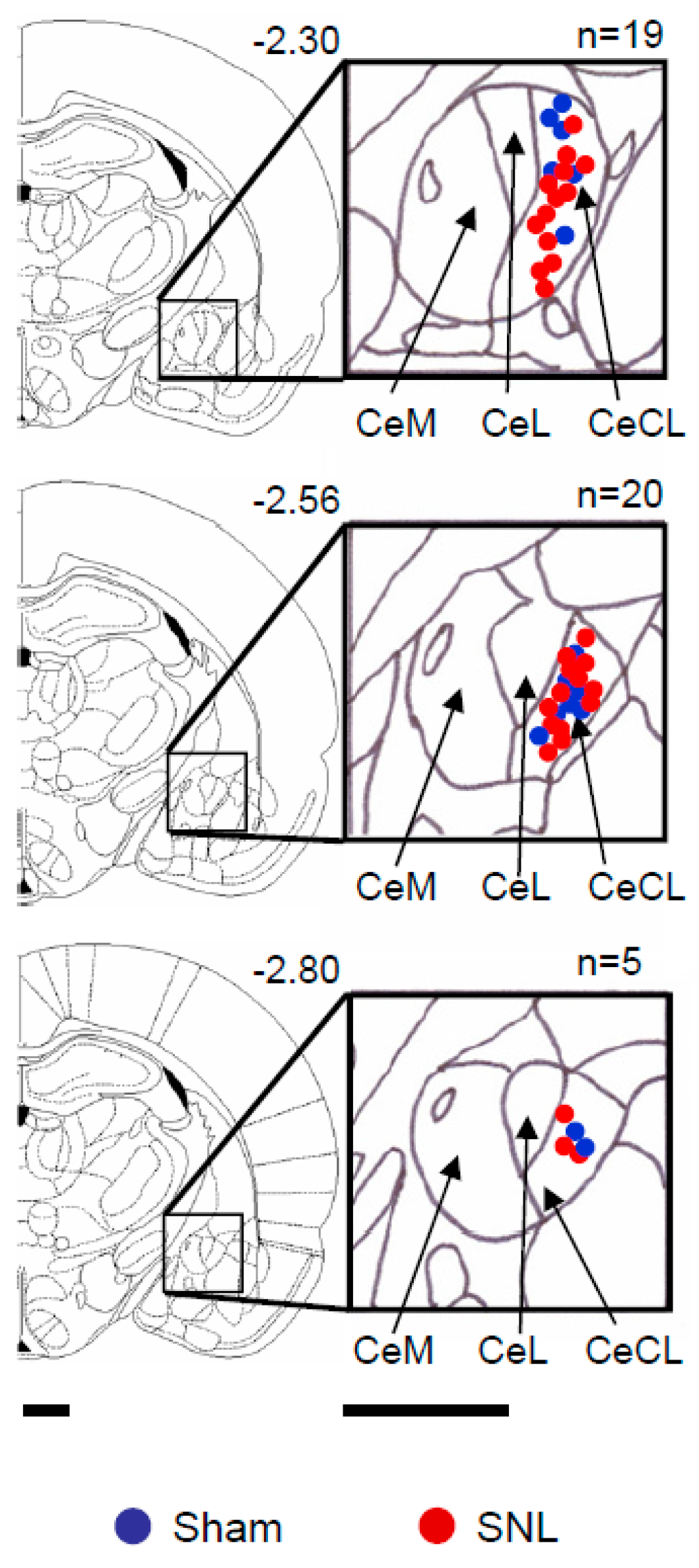 Ijms 20 04380 g001 Ijms 20 04380 g001