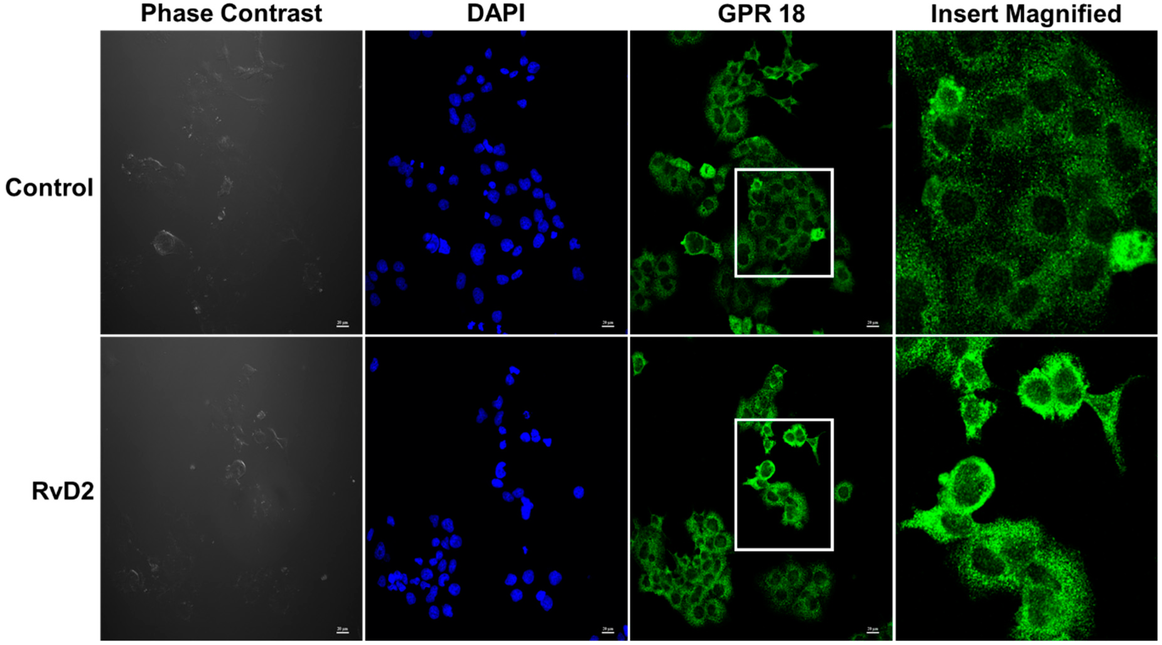 Ijms 20 04402 g005 Ijms 20 04402 g005