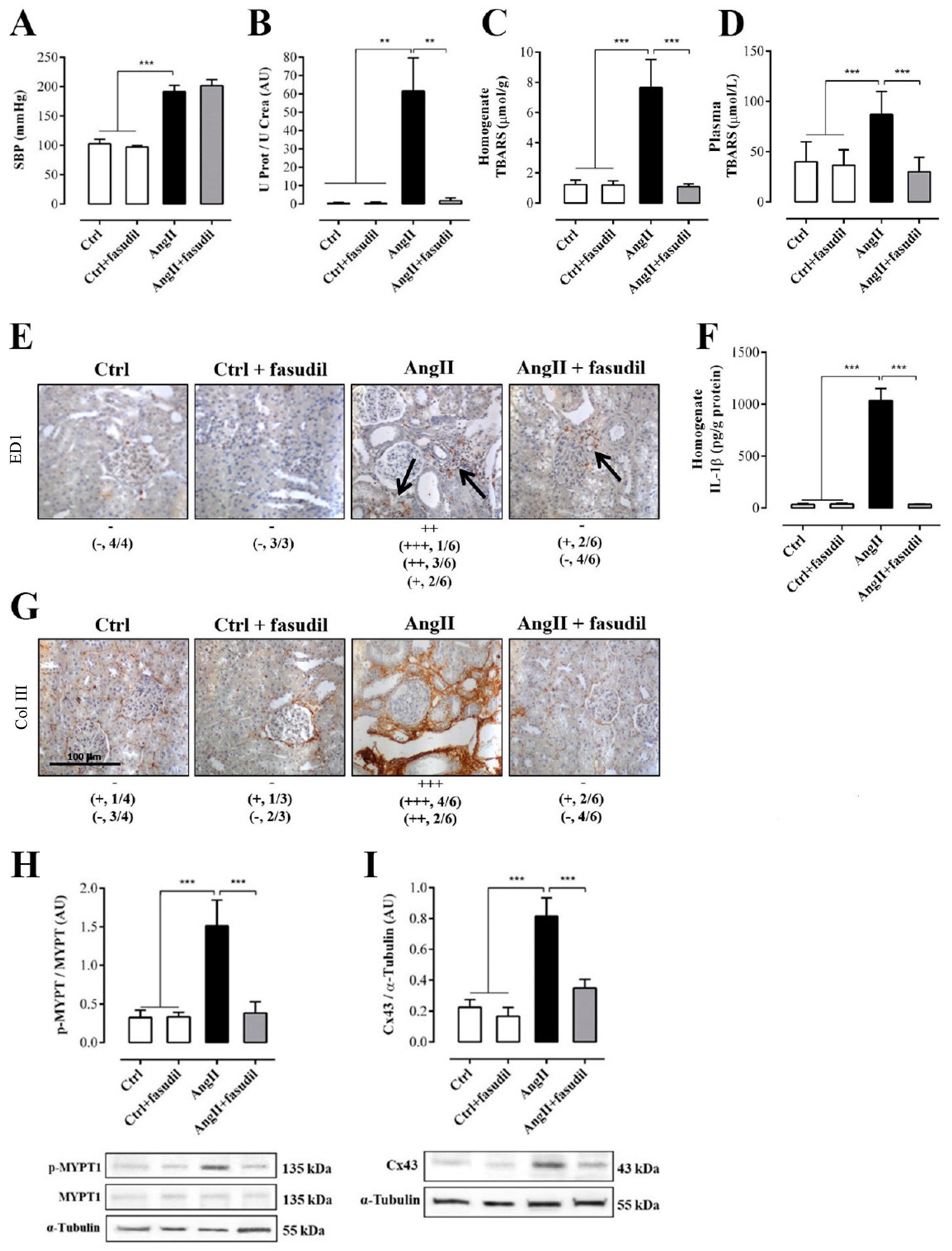 Ijms 20 04408 g007 Ijms 20 04408 g007