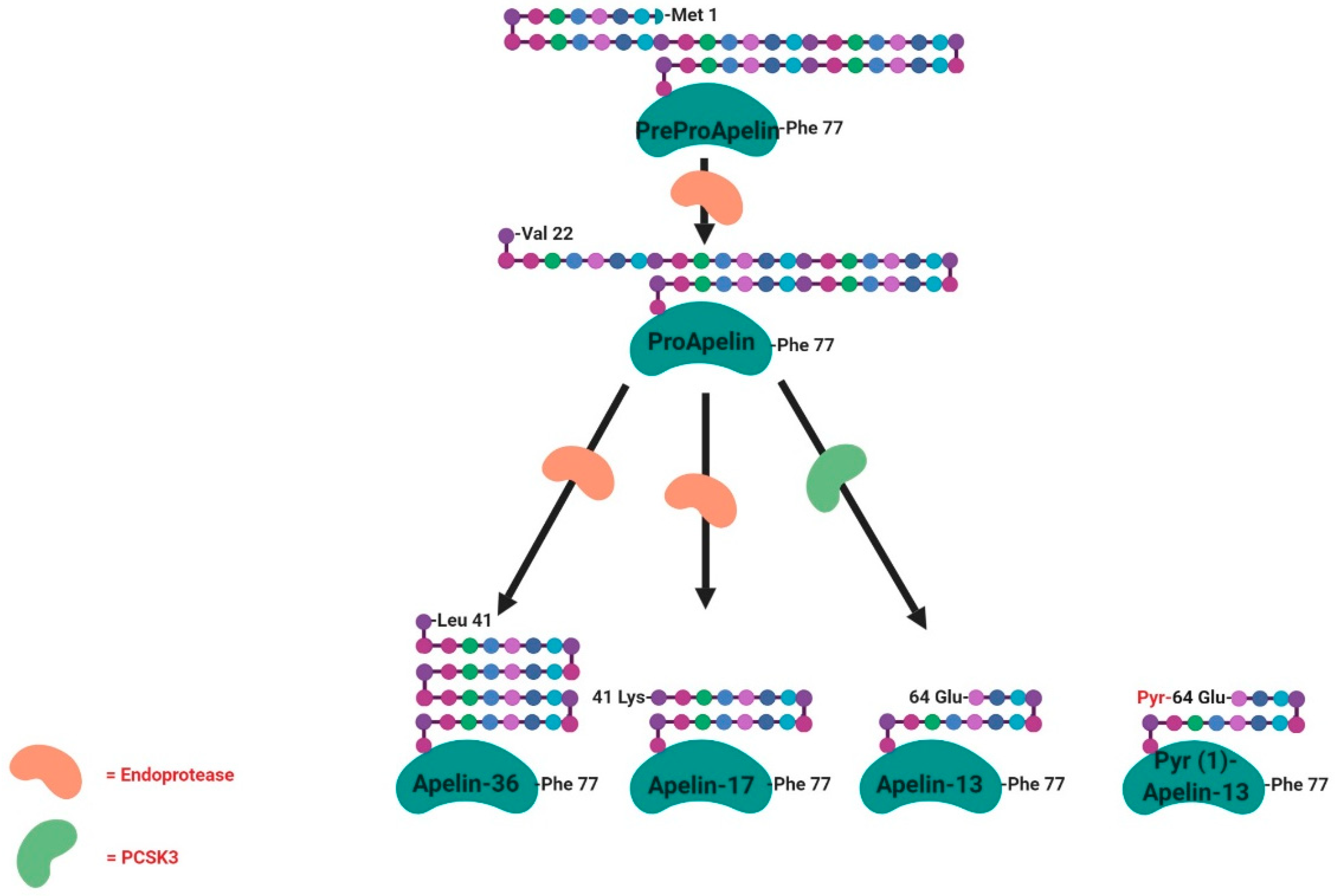Ijms 20 04431 g004 Ijms 20 04431 g004